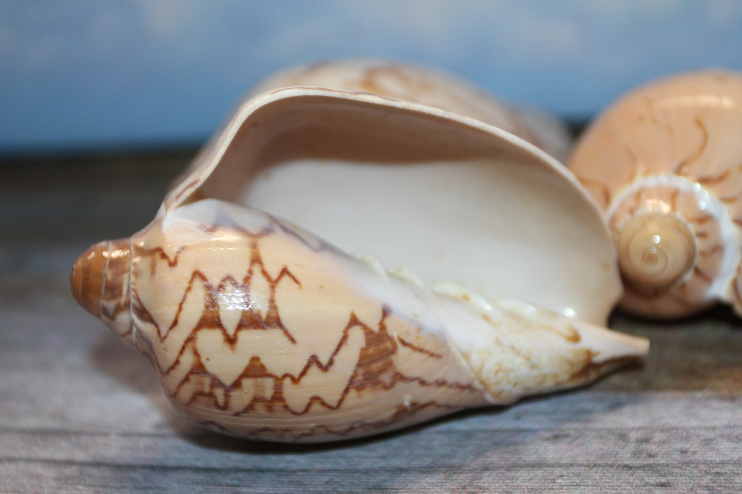 COLLECTIBLE VOLUTA NOBLIS,Sailor Valentines,Beach Art,Bath Decor,All Occasion Gifts,Semi-Polished Seashells,Coastal Wedding Decor SS-513