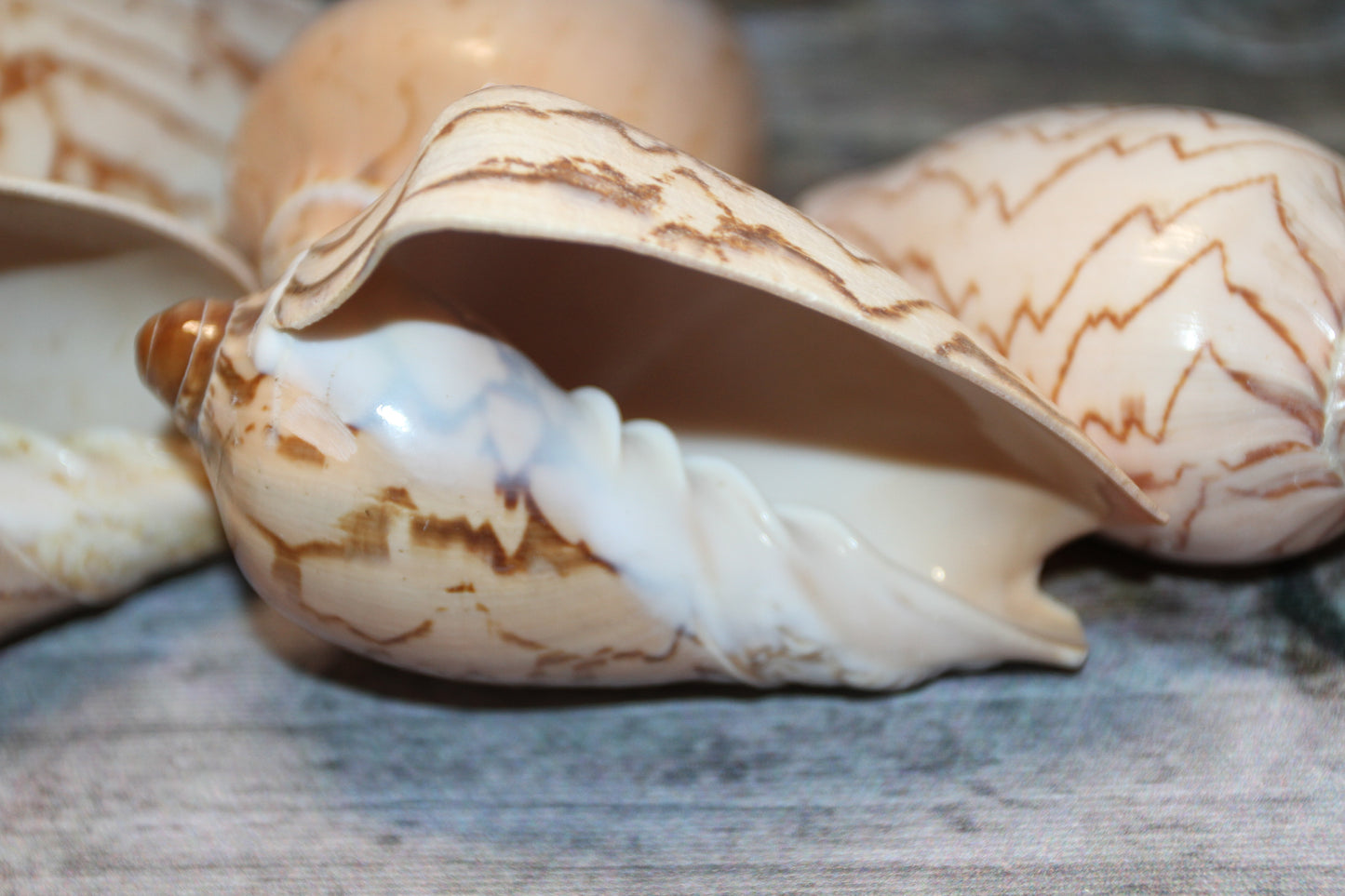 COLLECTIBLE VOLUTA NOBLIS,Sailor Valentines,Beach Art,Bath Decor,All Occasion Gifts,Semi-Polished Seashells,Coastal Wedding Decor SS-513