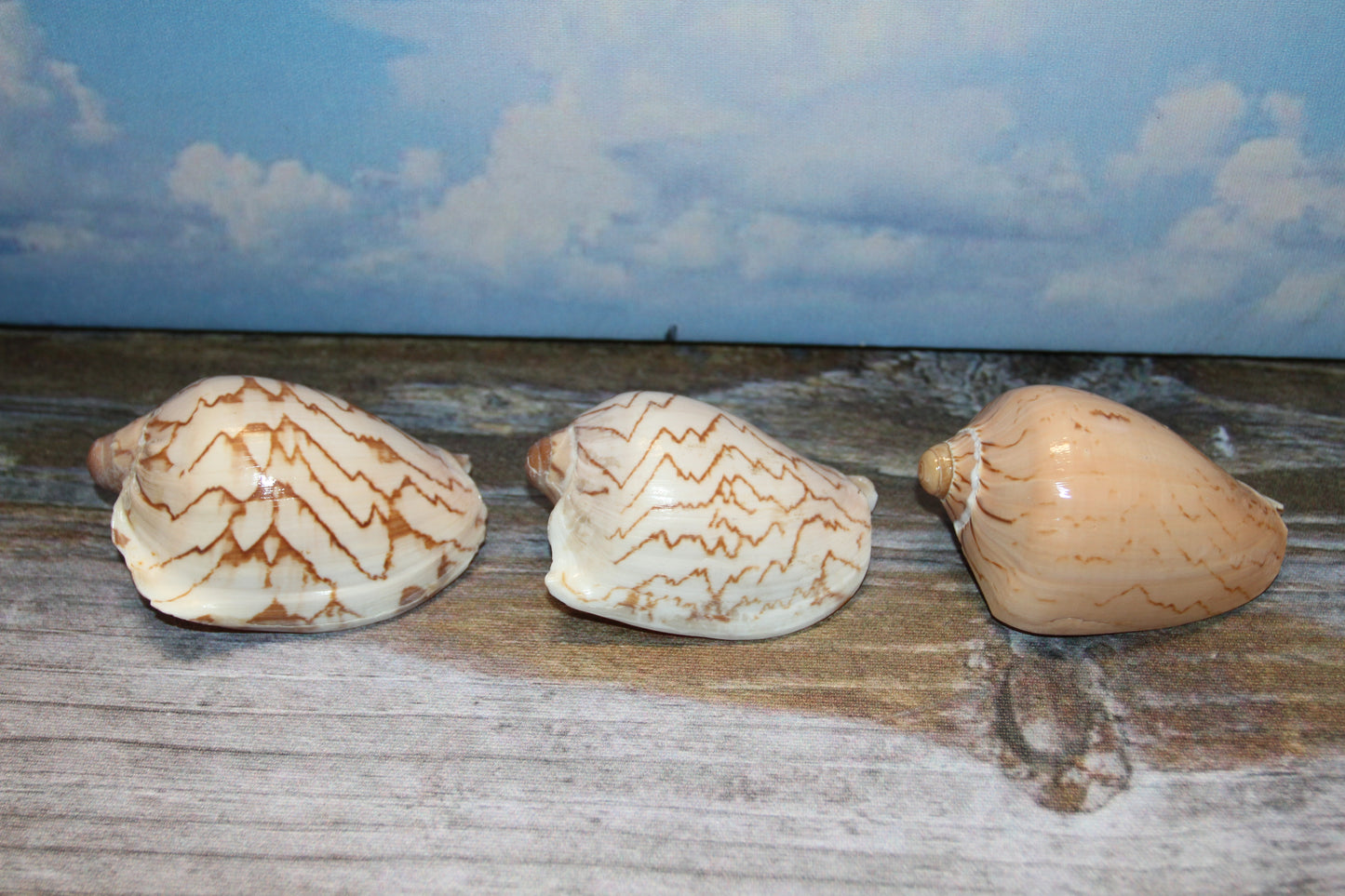 COLLECTIBLE VOLUTA NOBLIS,Sailor Valentines,Beach Art,Bath Decor,All Occasion Gifts,Semi-Polished Seashells,Coastal Wedding Decor SS-513