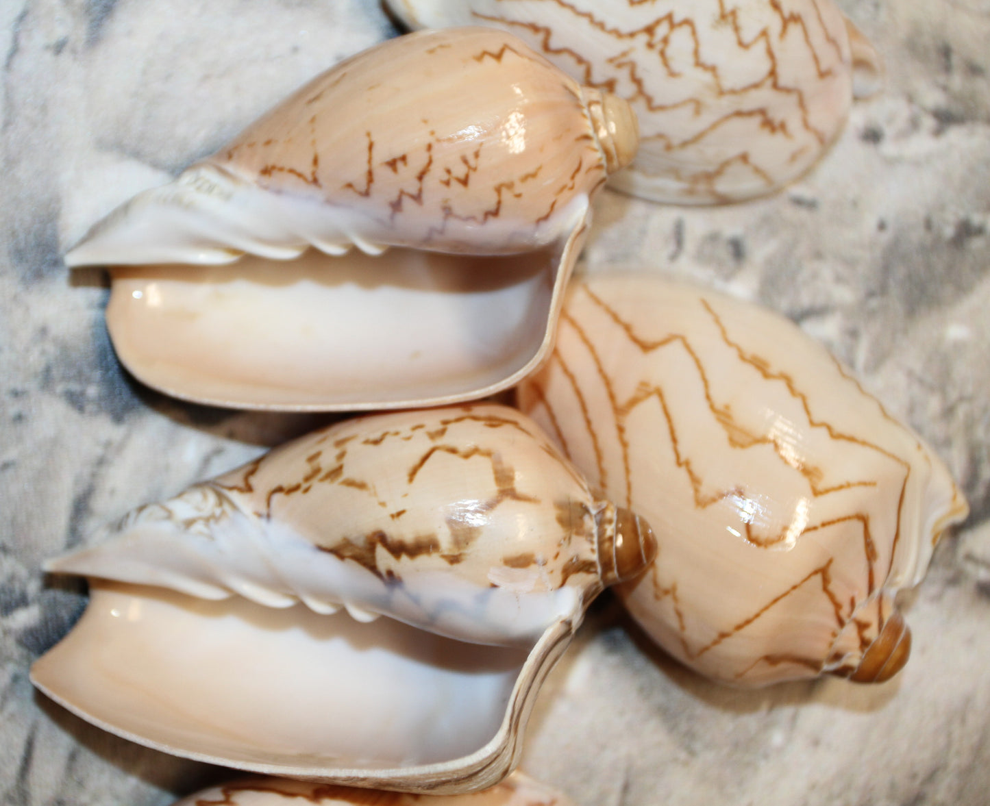 COLLECTIBLE VOLUTA NOBLIS,Sailor Valentines,Beach Art,Bath Decor,All Occasion Gifts,Semi-Polished Seashells,Coastal Wedding Decor SS-513