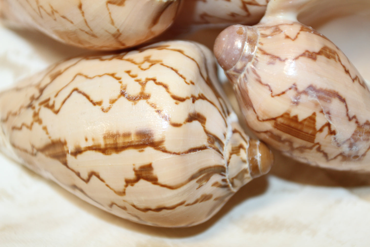COLLECTIBLE VOLUTA NOBLIS,Sailor Valentines,Beach Art,Bath Decor,All Occasion Gifts,Semi-Polished Seashells,Coastal Wedding Decor SS-513