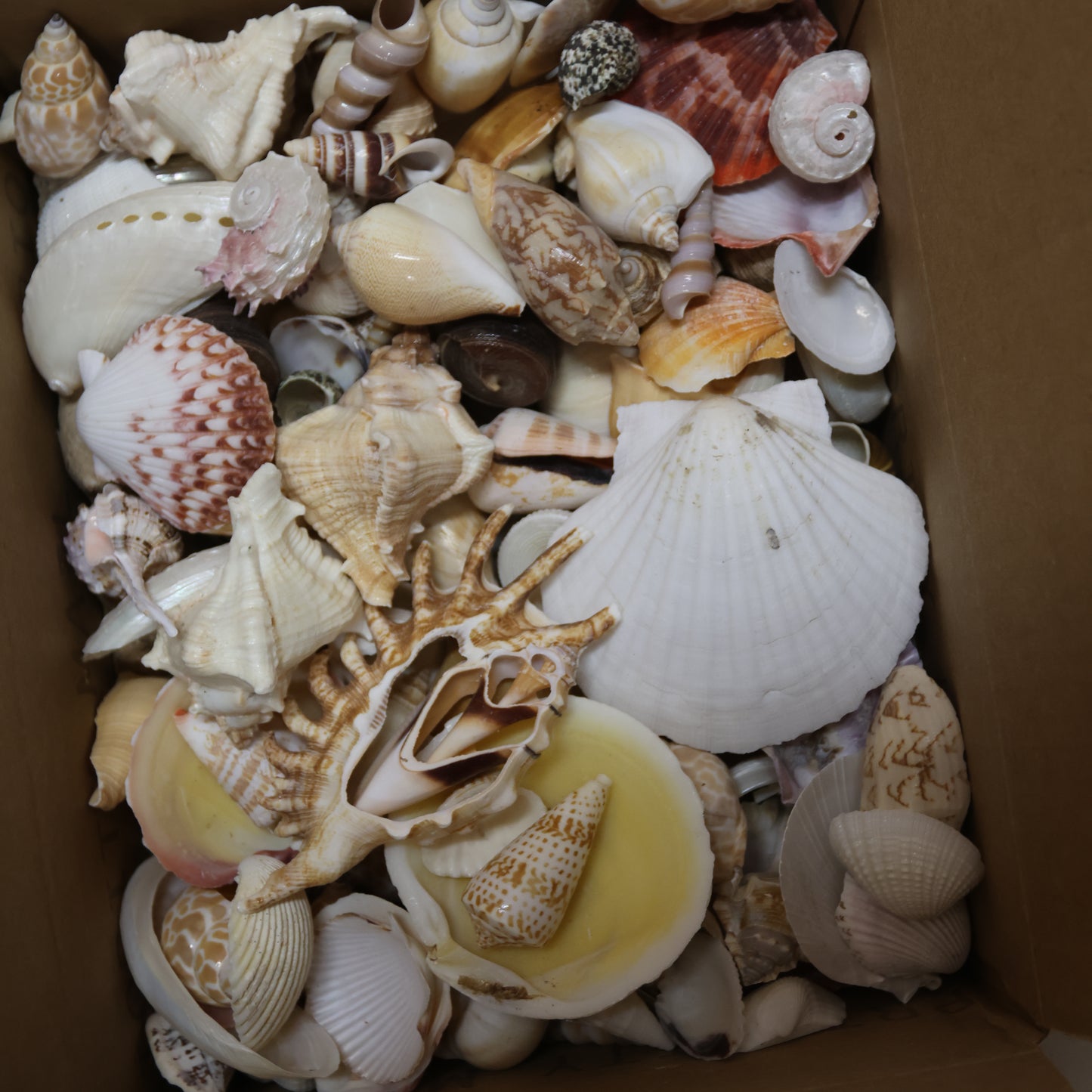 ASSORTED SEASHELL CRAFT SUPPLY, Medium Flat Rate Box Full, Craft Supply, Beach Art Coastal Decor, WH-01