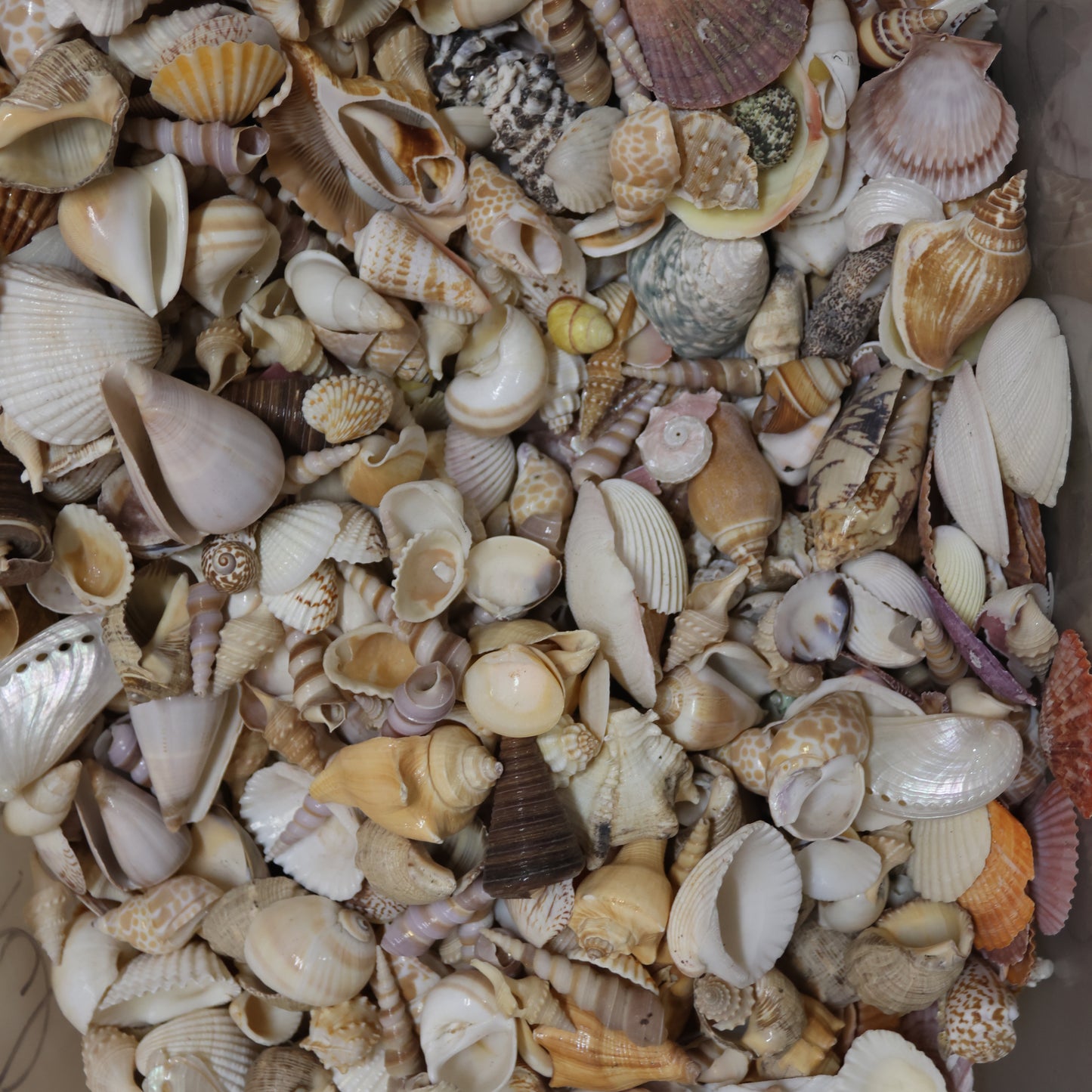ASSORTED SEASHELL CRAFT SUPPLY, Medium Flat Rate Box Full, Craft Supply, Beach Art Coastal Decor, WH-01