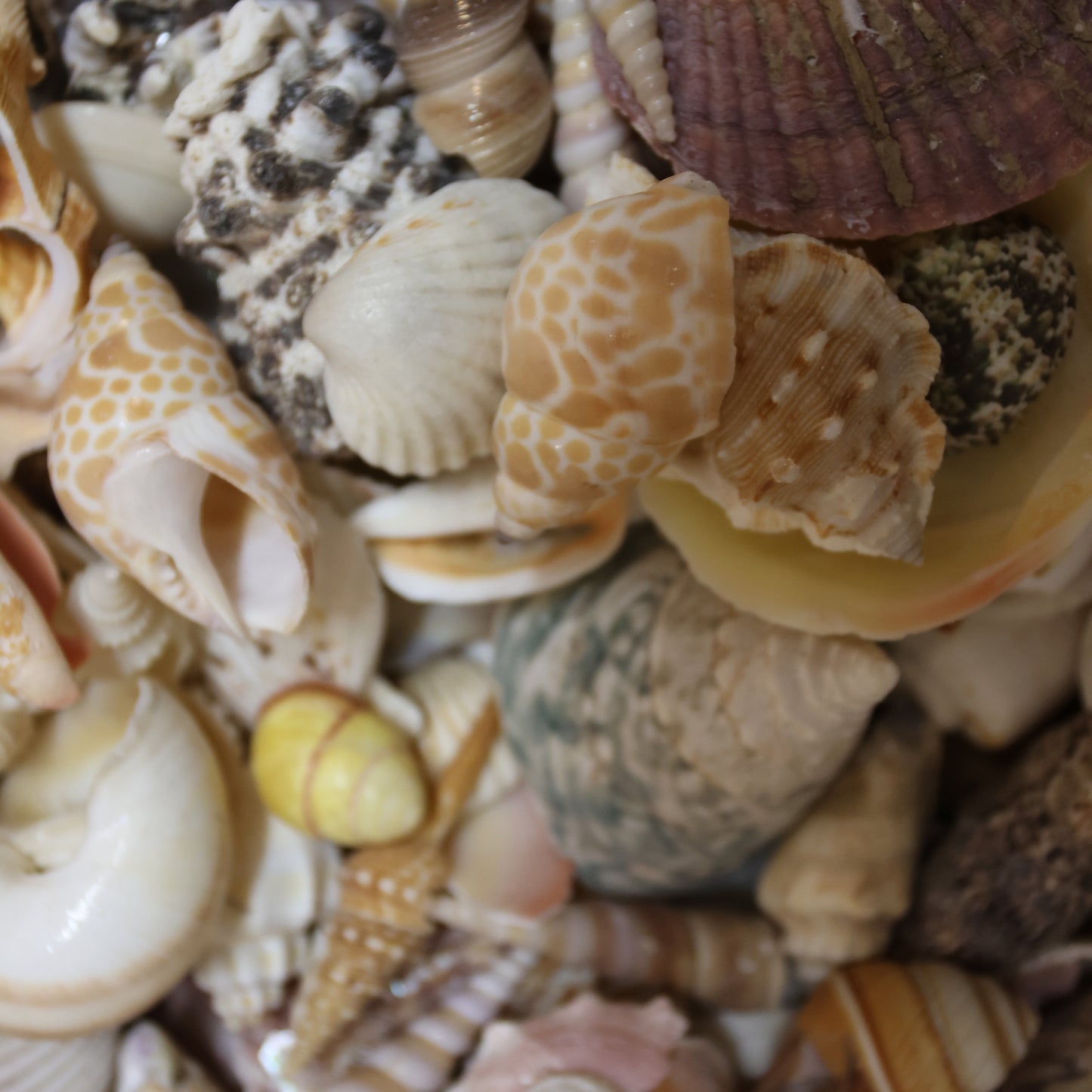 ASSORTED SEASHELL CRAFT SUPPLY, Medium Flat Rate Box Full, Craft Supply, Beach Art Coastal Decor, WH-01