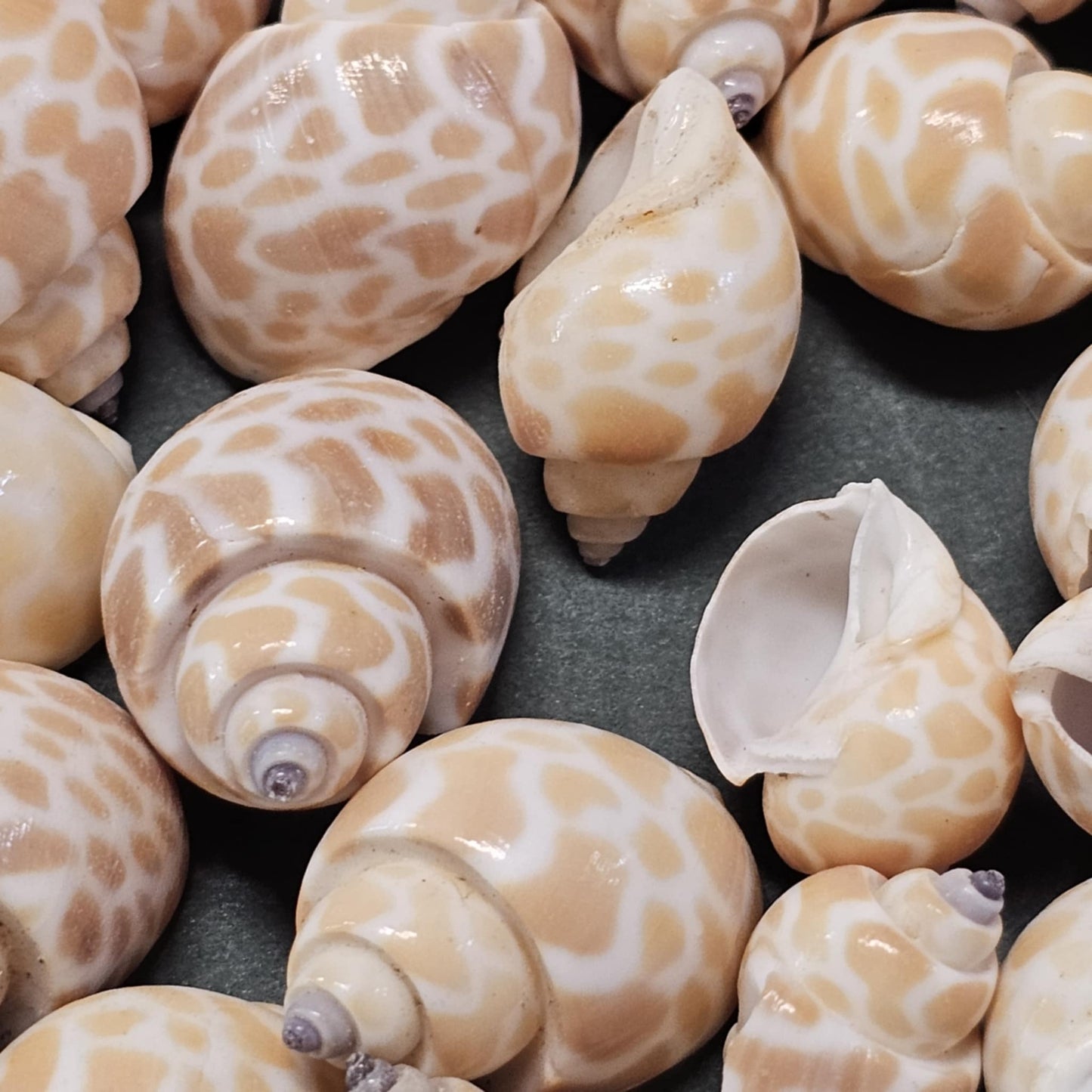 SEASHELLS, 1 Pound of BABYLONIA Seashells,Sailors Valentines,Coastal Decor,All Occasion Gifts,Beading Crafts,Mosaics,Jewelry Supply,SS-112