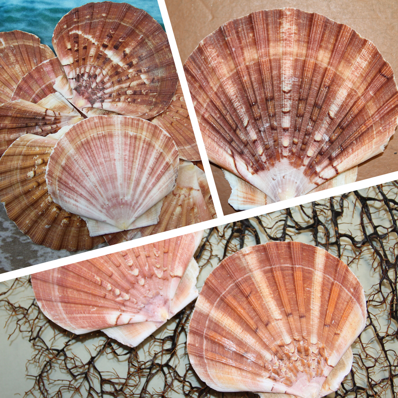 Irish Flats (Pecten maximus)  Large (4"-5") colorful craft shell for shell designers and shell artists. Ships Free! SS-306