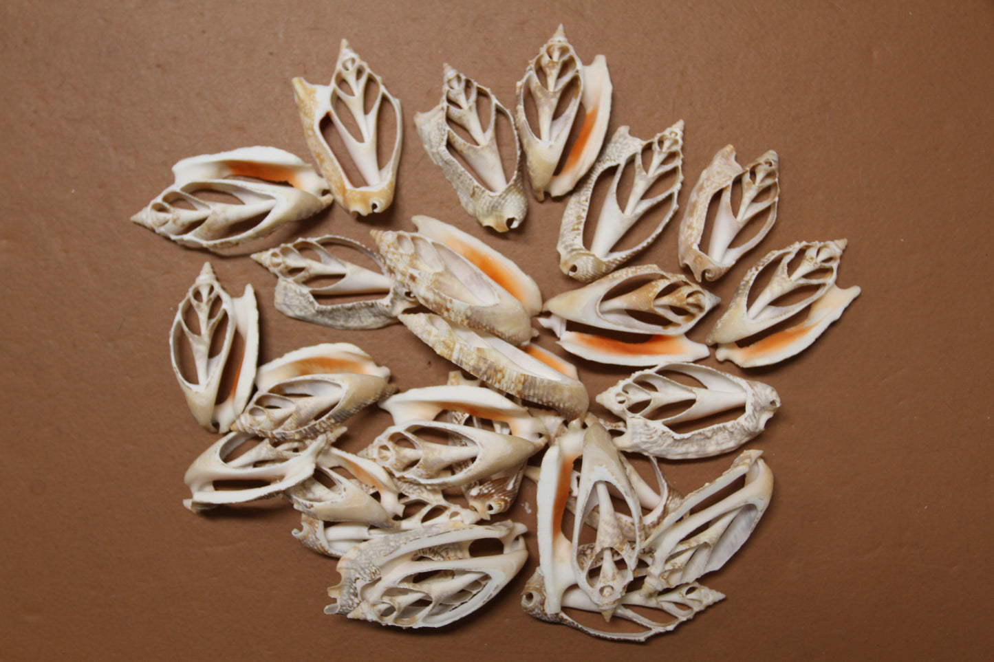 STROMBUS SEASHELLS, Center Cut Seashells, Upscale Seashell Craft Supply, Coastal Decor, Shell Pendant, All Occasion Gift, Sailors Valentines, CS-71