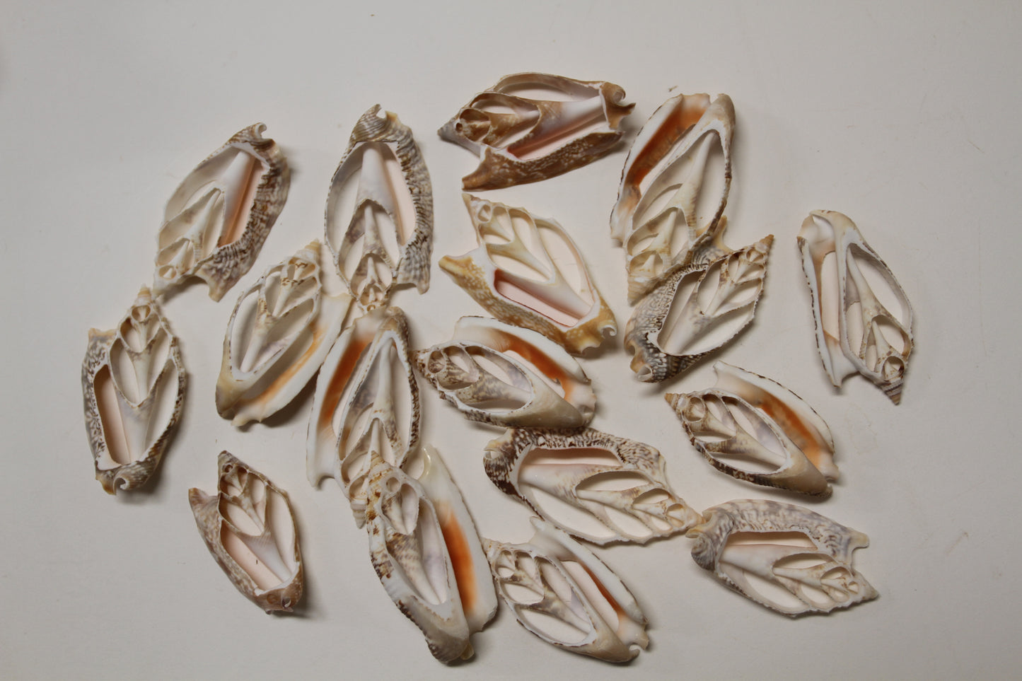 STROMBUS SEASHELLS, Center Cut Seashells, Upscale Seashell Craft Supply, Coastal Decor, Shell Pendant, All Occasion Gift, Sailors Valentines, CS-71