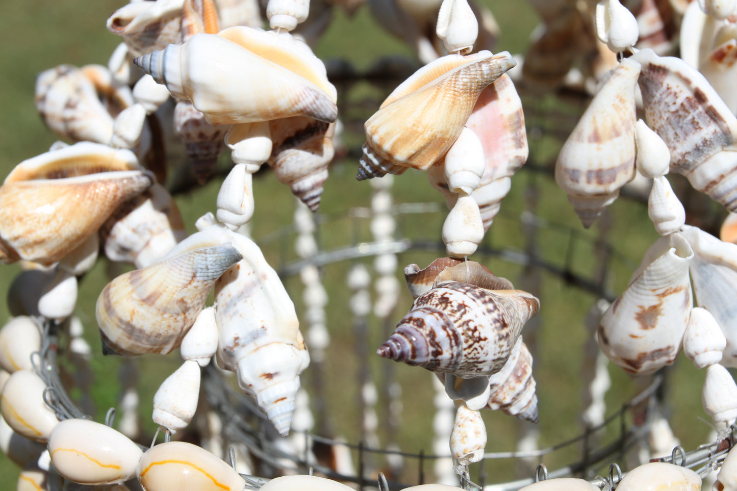 Large Chula Seashell Wind Chime, Beach Home Decor, Housewarming Gift, Wind Chimes, Spiral Wind Chimes, G-22