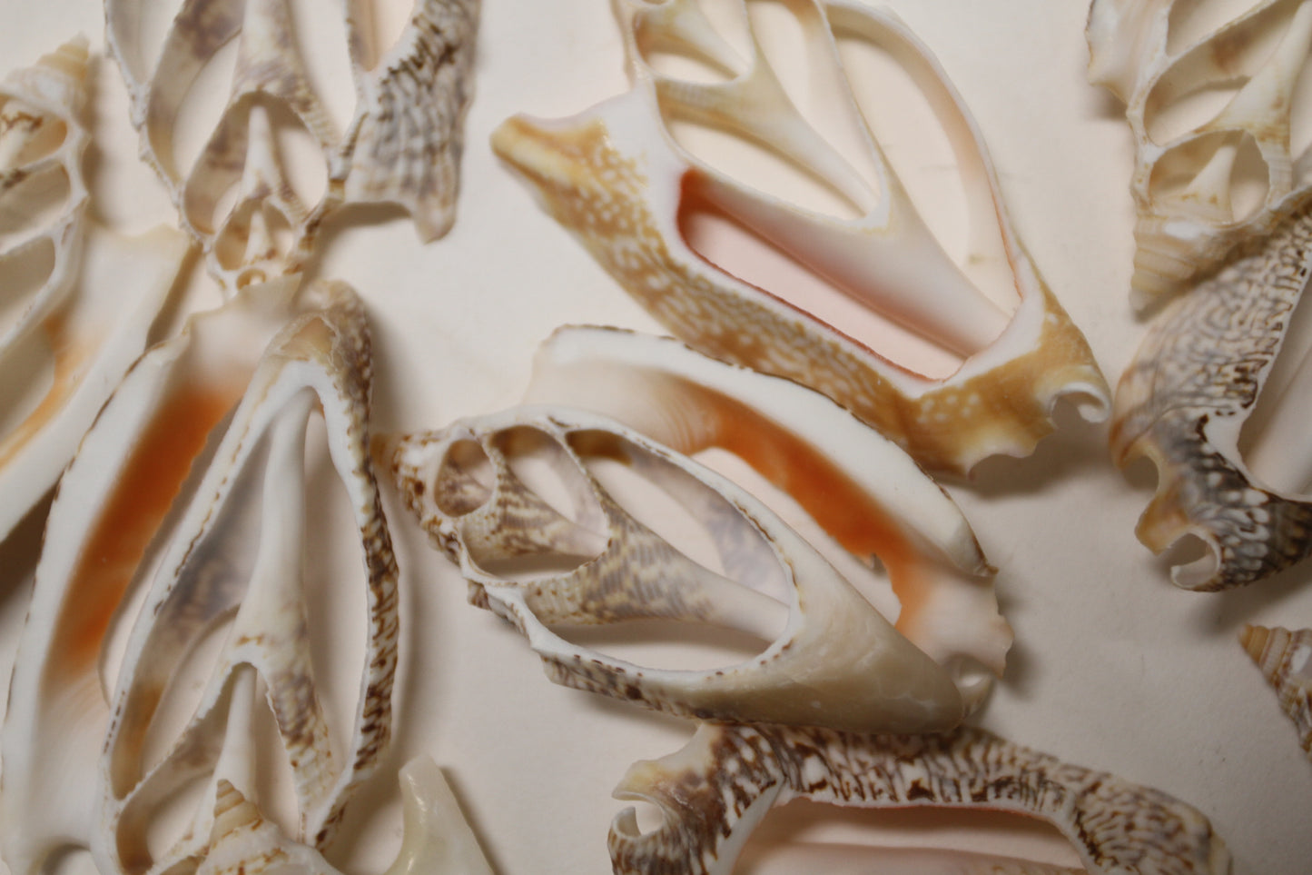 STROMBUS SEASHELLS, Center Cut Seashells, Upscale Seashell Craft Supply, Coastal Decor, Shell Pendant, All Occasion Gift, Sailors Valentines, CS-71