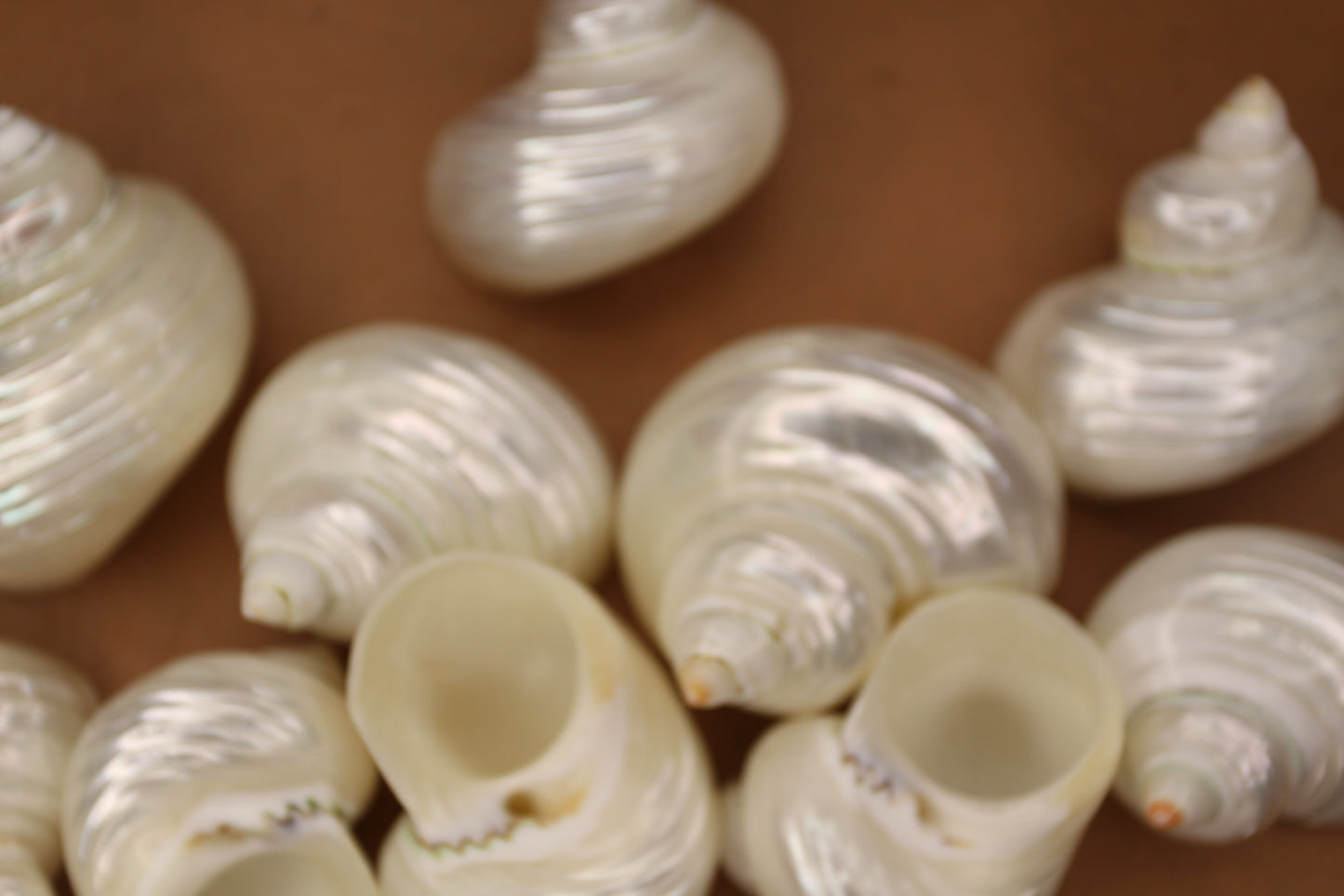 SILVER MOUTH Turbos, Beach Art, Pearled Seashell, All Occasion Gift, Collectible Seashell, Mosaic Supply SS-512