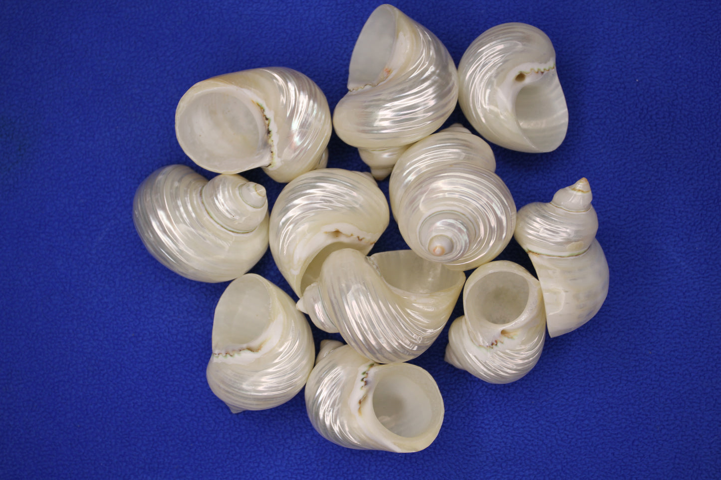 SILVER MOUTH Turbos, Beach Art, Pearled Seashell, All Occasion Gift, Collectible Seashell, Mosaic Supply SS-512