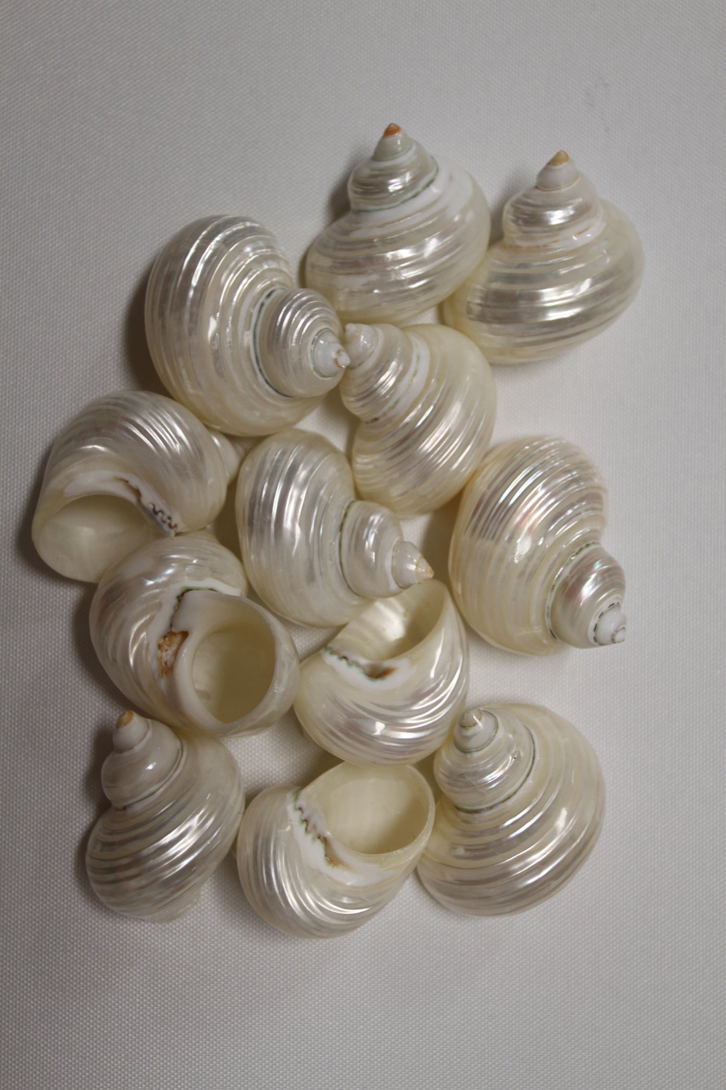 SILVER MOUTH Turbos, Beach Art, Pearled Seashell, All Occasion Gift, Collectible Seashell, Mosaic Supply SS-512