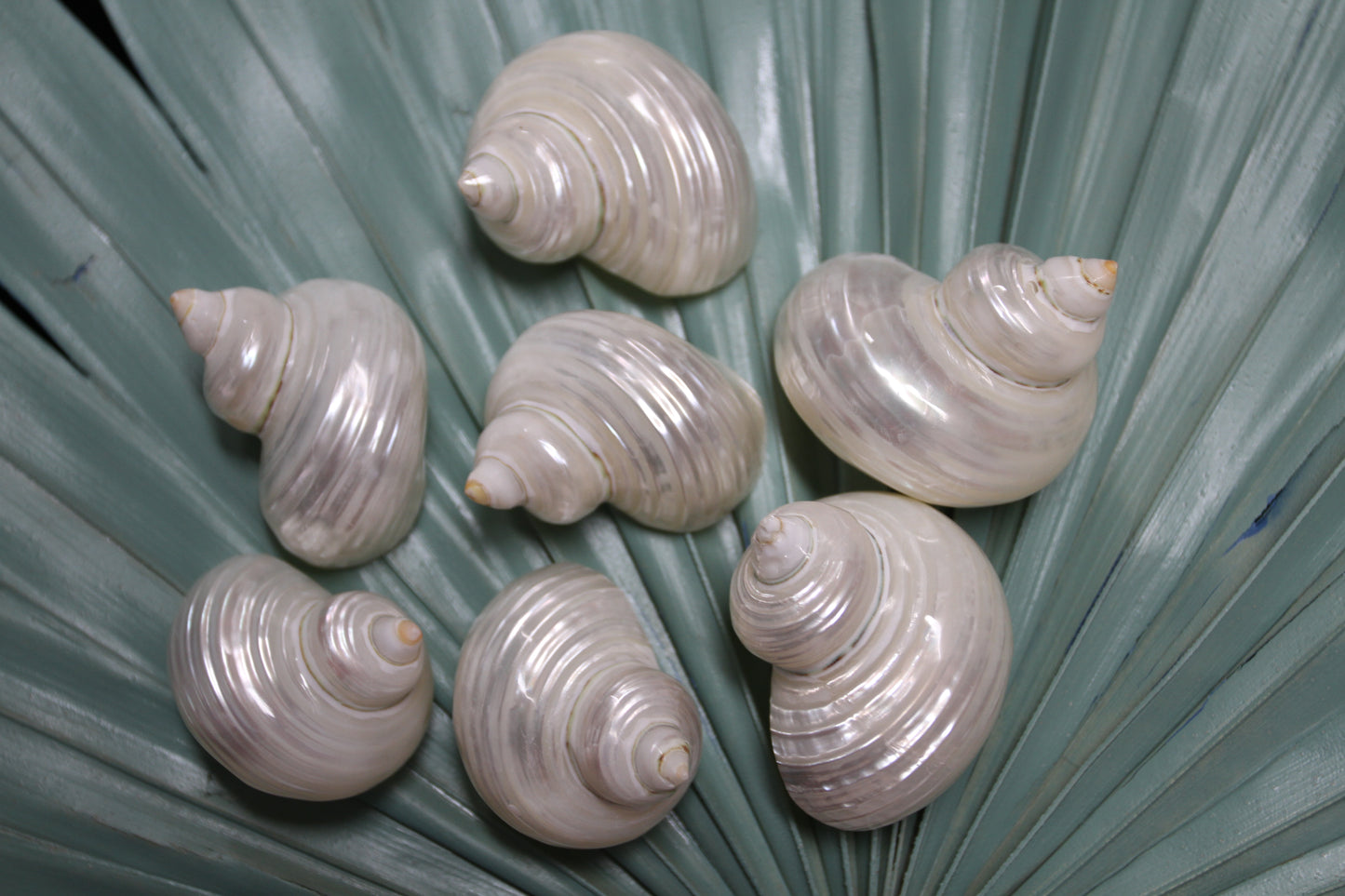 SILVER MOUTH Turbos, Beach Art, Pearled Seashell, All Occasion Gift, Collectible Seashell, Mosaic Supply SS-512