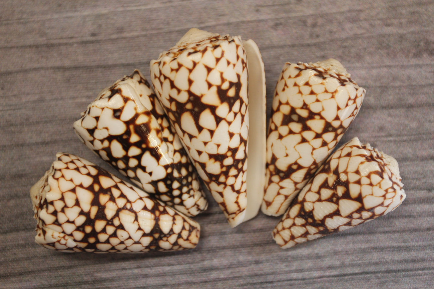 BANDANUS CONES, Collectible Natural Seashells, Display Seashells, Beach Art Supplies, Bath Decor, Beach Wedding Decor, SS-459