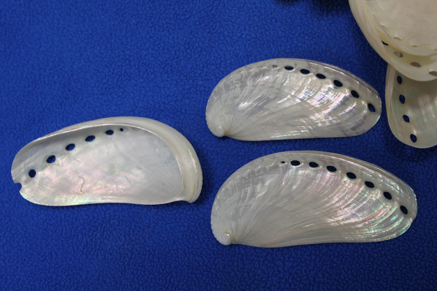 SS-23, 10-MULE EARS,Seashell For Upscale Crafts, Pearled Seashells,Wedding Decor,Floral Accent Seashells