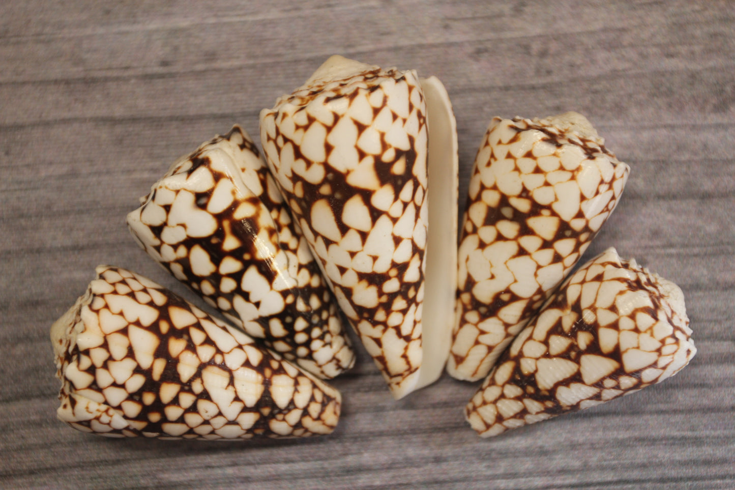 BANDANUS CONES, Collectible Natural Seashells, Display Seashells, Beach Art Supplies, Bath Decor, Beach Wedding Decor, SS-459