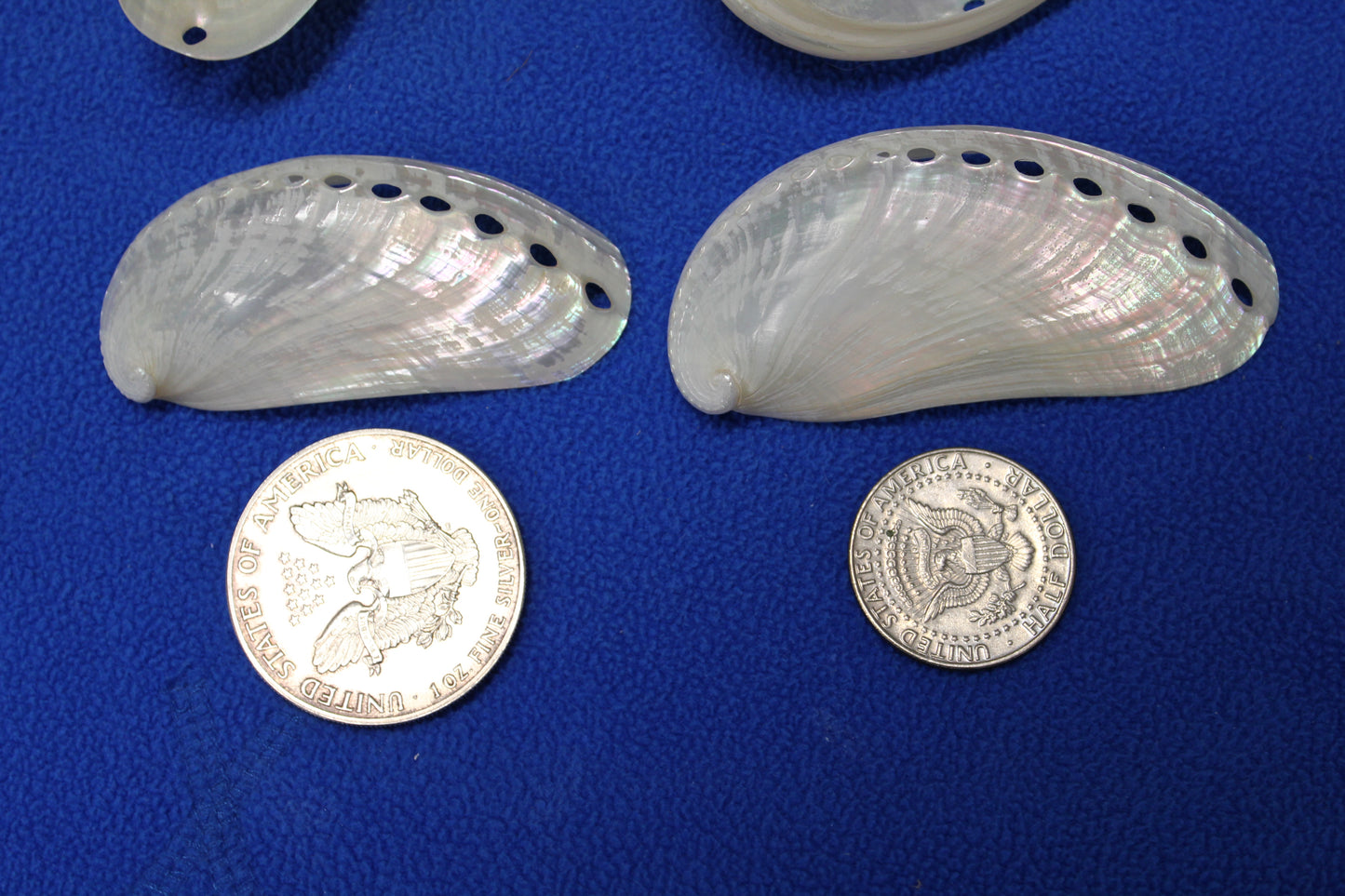 SS-23, 10-MULE EARS,Seashell For Upscale Crafts, Pearled Seashells,Wedding Decor,Floral Accent Seashells