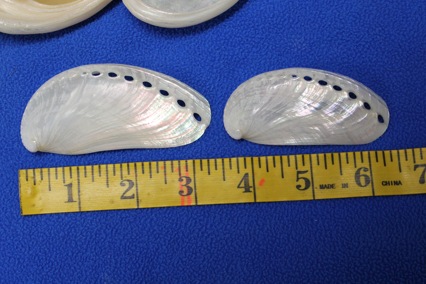 SS-23, 10-MULE EARS,Seashell For Upscale Crafts, Pearled Seashells,Wedding Decor,Floral Accent Seashells
