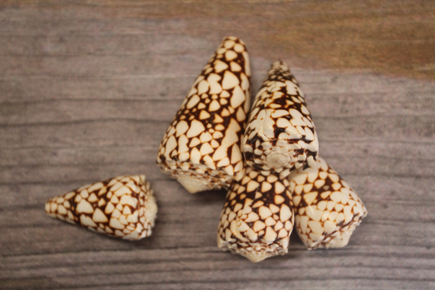 BANDANUS CONES, Collectible Natural Seashells, Display Seashells, Beach Art Supplies, Bath Decor, Beach Wedding Decor, SS-459