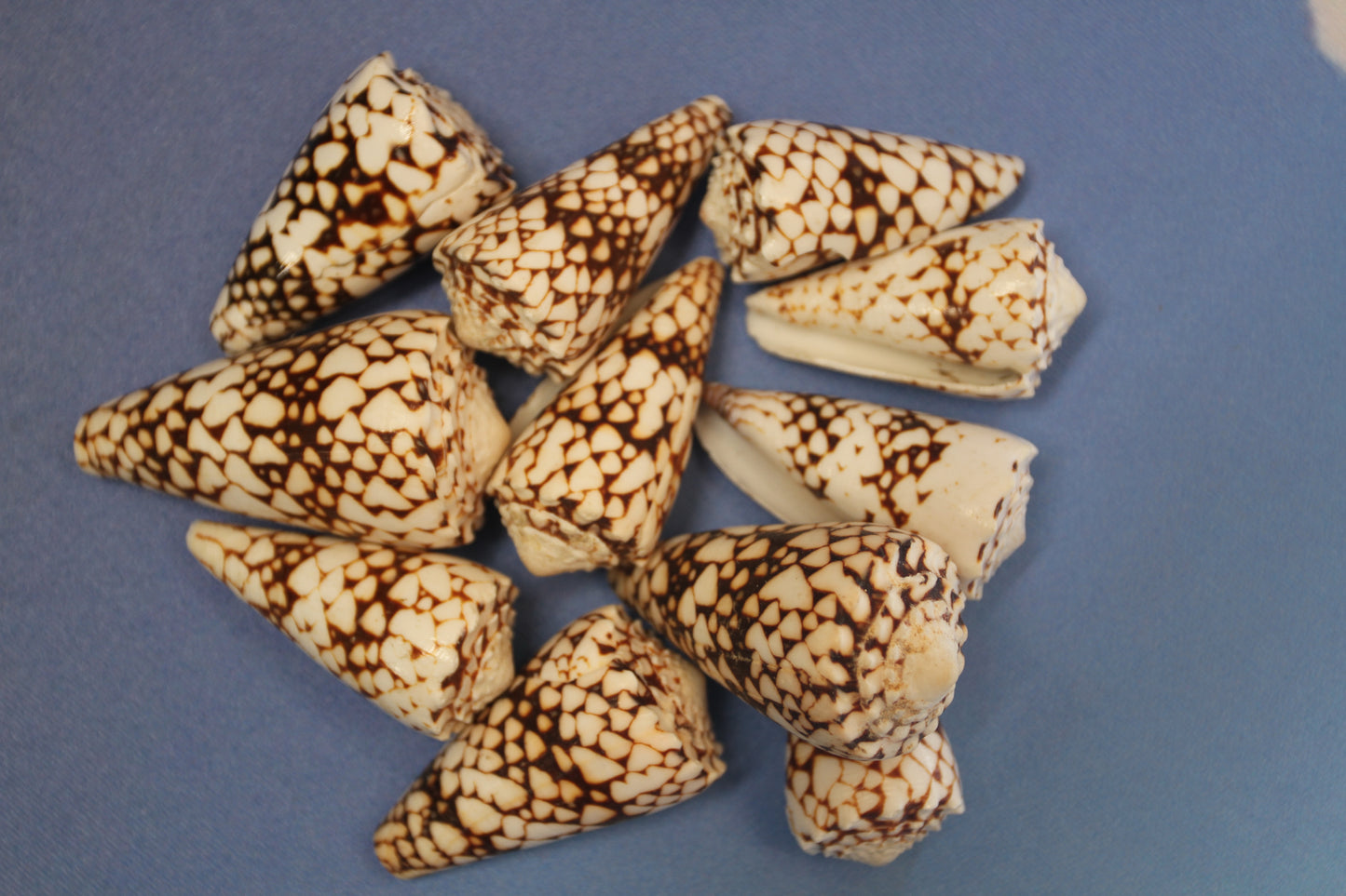 BANDANUS CONES, Collectible Natural Seashells, Display Seashells, Beach Art Supplies, Bath Decor, Beach Wedding Decor, SS-459