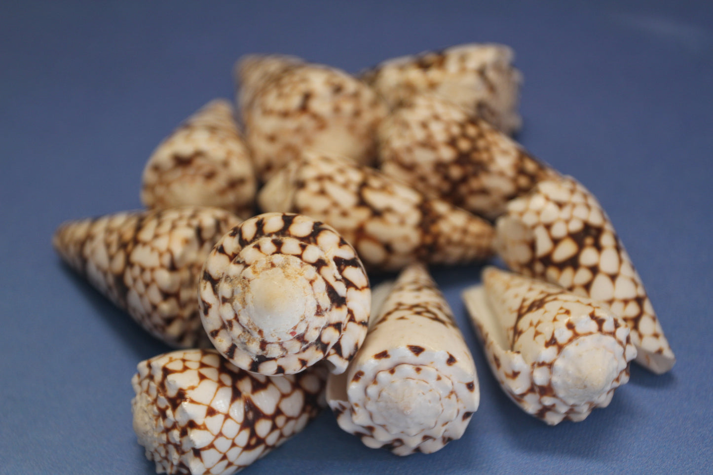BANDANUS CONES, Collectible Natural Seashells, Display Seashells, Beach Art Supplies, Bath Decor, Beach Wedding Decor, SS-459