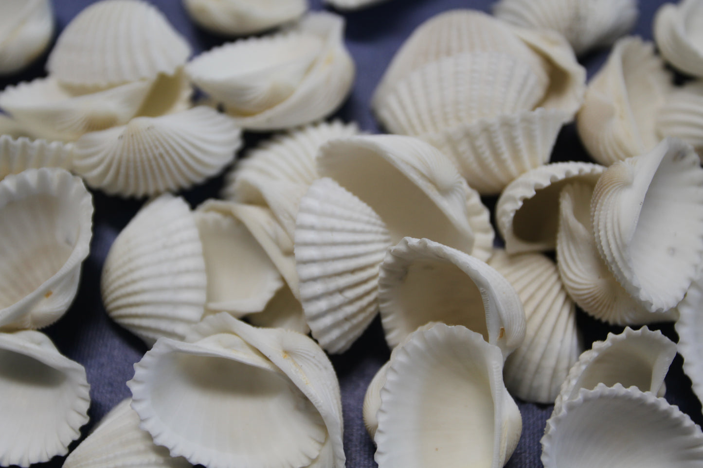 CRAFTING SEASHELLS, WHITE ARKS, Mirror Embellishments Beach Decor, Coastal Wedding Supply, Bath Decor, SS-502