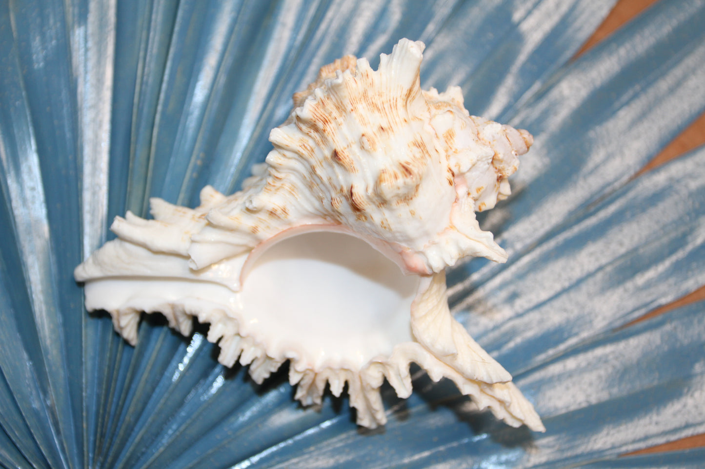 MUREX RAMOSUS,Large Collectible Seashells,All Occasion Gifts,,Beach Decor,Coastl Bath Decor,Wedding Decor,Seashell Home Decor,SS-472 (Copy)