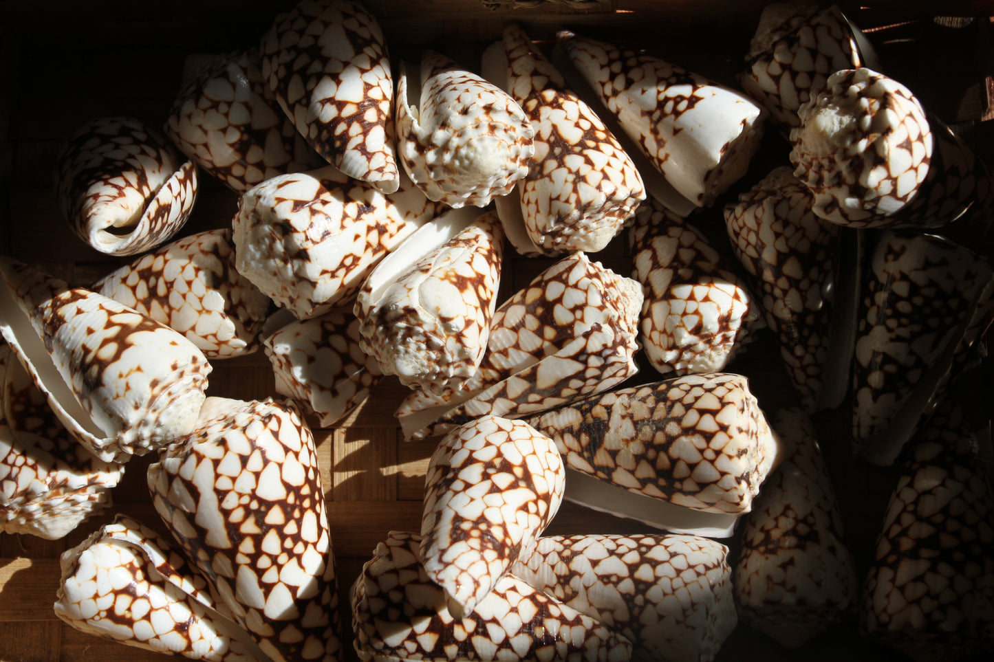 BANDANUS CONES, Collectible Natural Seashells, Display Seashells, Beach Art Supplies, Bath Decor, Beach Wedding Decor, SS-459