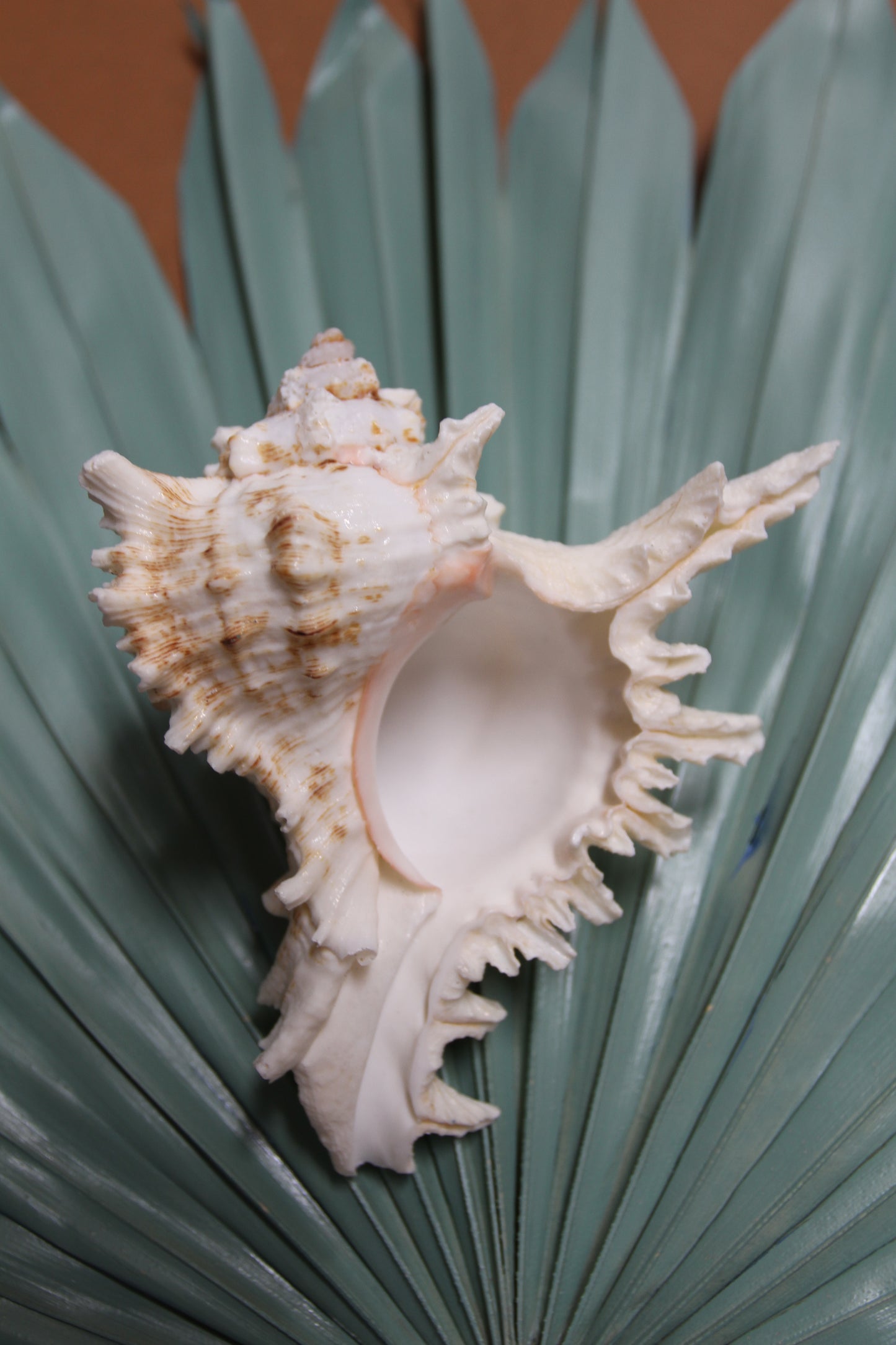 MUREX RAMOSUS,Large Collectible Seashells,All Occasion Gifts,,Beach Decor,Coastl Bath Decor,Wedding Decor,Seashell Home Decor,SS-472 (Copy)