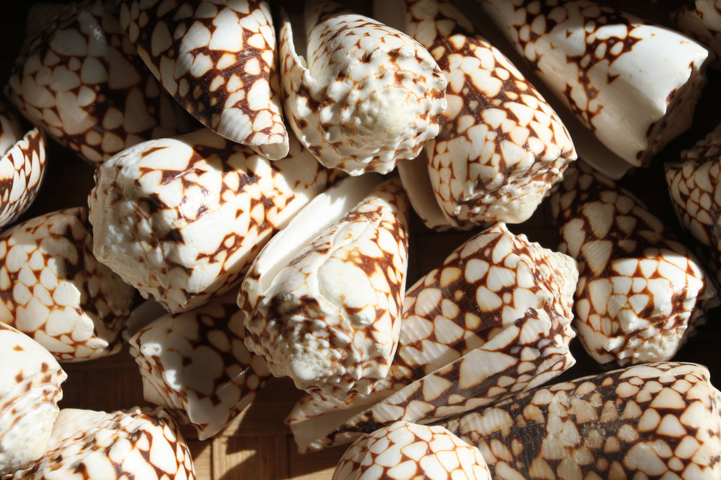 BANDANUS CONES, Collectible Natural Seashells, Display Seashells, Beach Art Supplies, Bath Decor, Beach Wedding Decor, SS-459