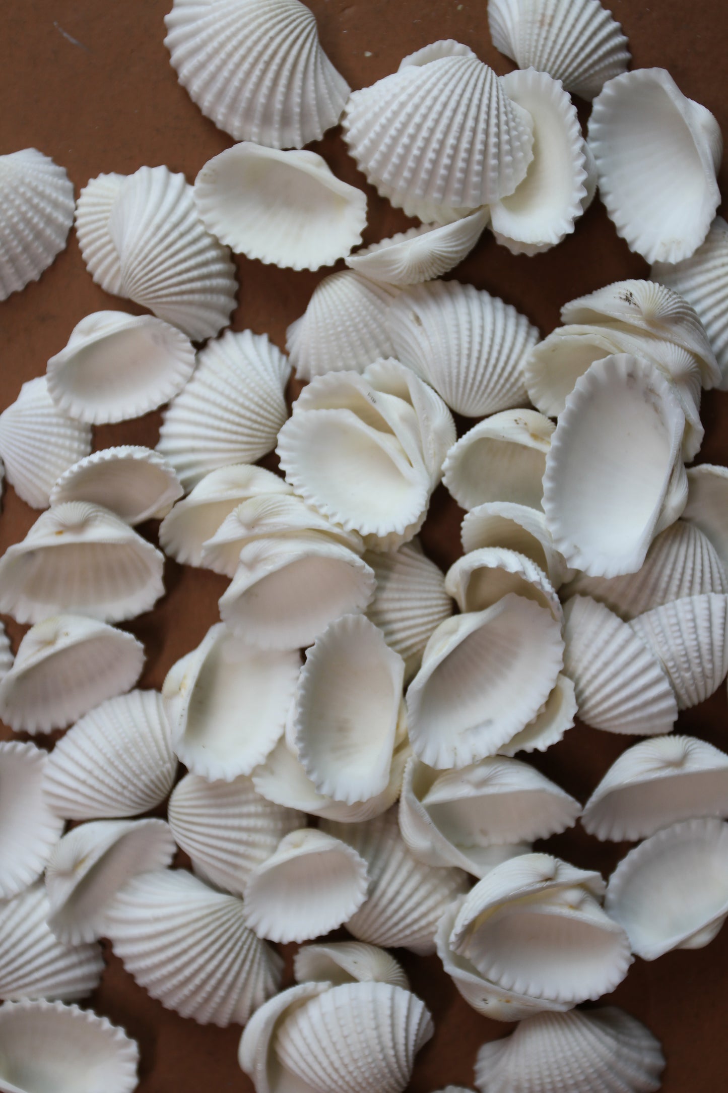 CRAFTING SEASHELLS, WHITE ARKS, Mirror Embellishments Beach Decor, Coastal Wedding Supply, Bath Decor, SS-502