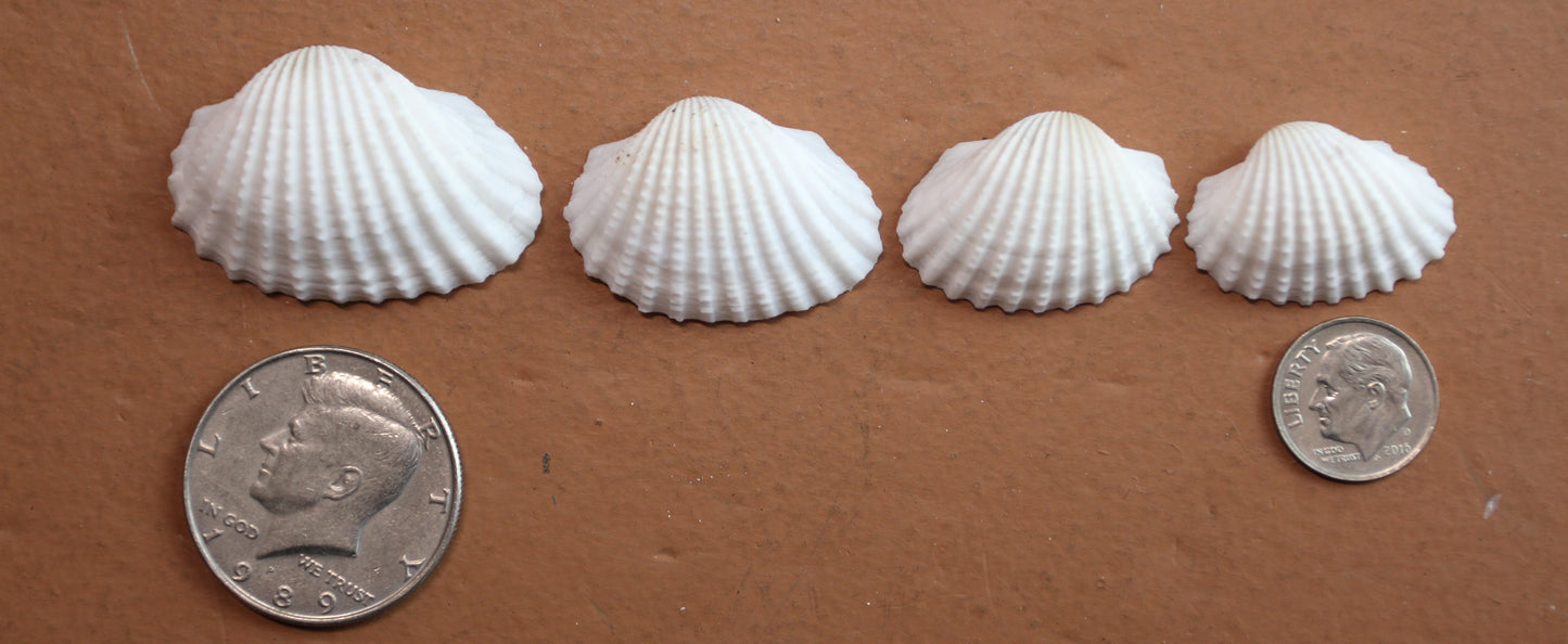 CRAFTING SEASHELLS, WHITE ARKS, Mirror Embellishments Beach Decor, Coastal Wedding Supply, Bath Decor, SS-502