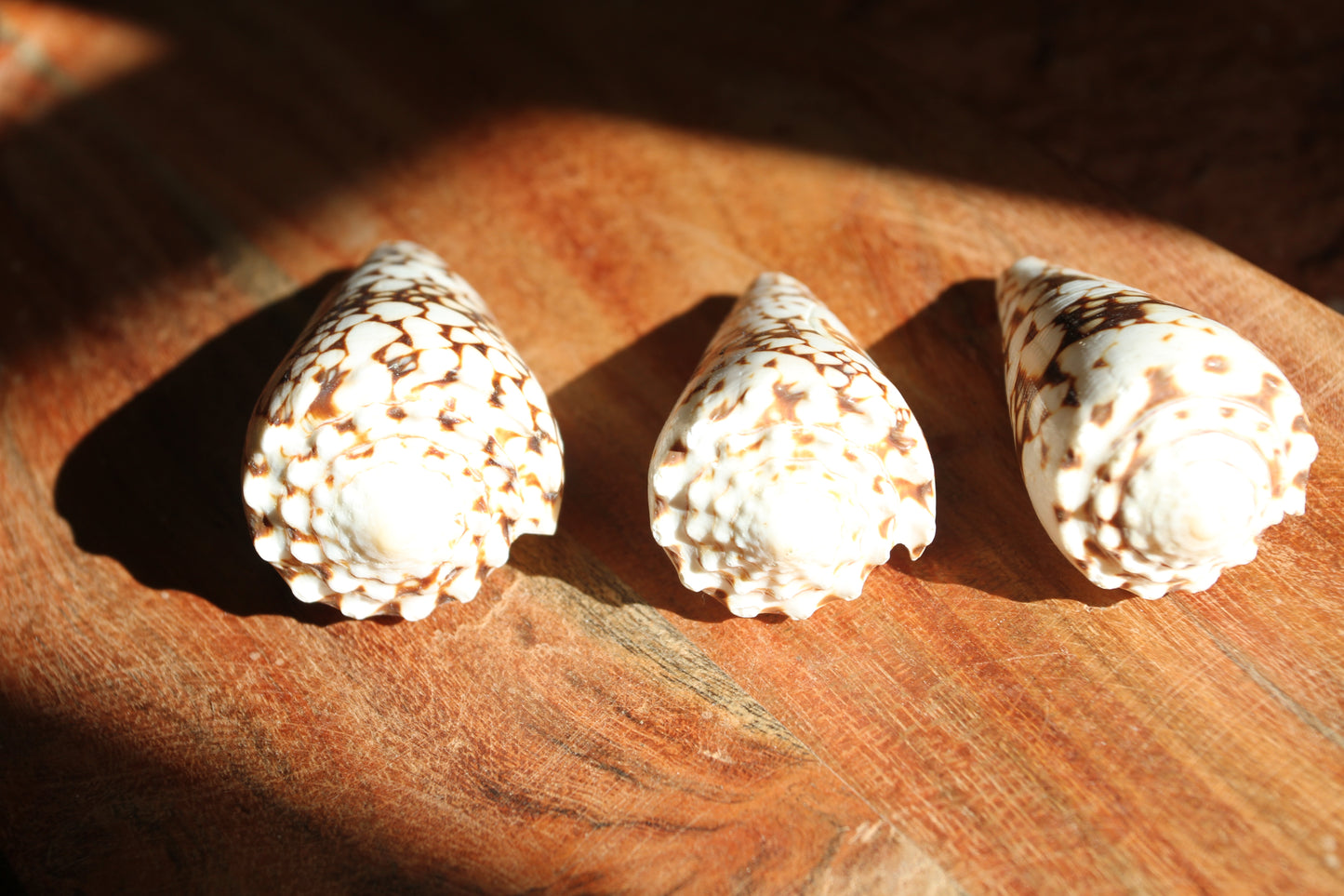 BANDANUS CONES, Collectible Natural Seashells, Display Seashells, Beach Art Supplies, Bath Decor, Beach Wedding Decor, SS-459