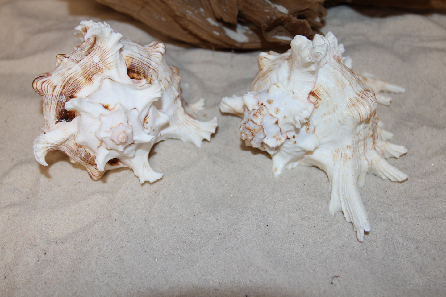 MUREX RAMOSUS,Large Collectible Seashells,All Occasion Gifts,,Beach Decor,Coastl Bath Decor,Wedding Decor,Seashell Home Decor,SS-472