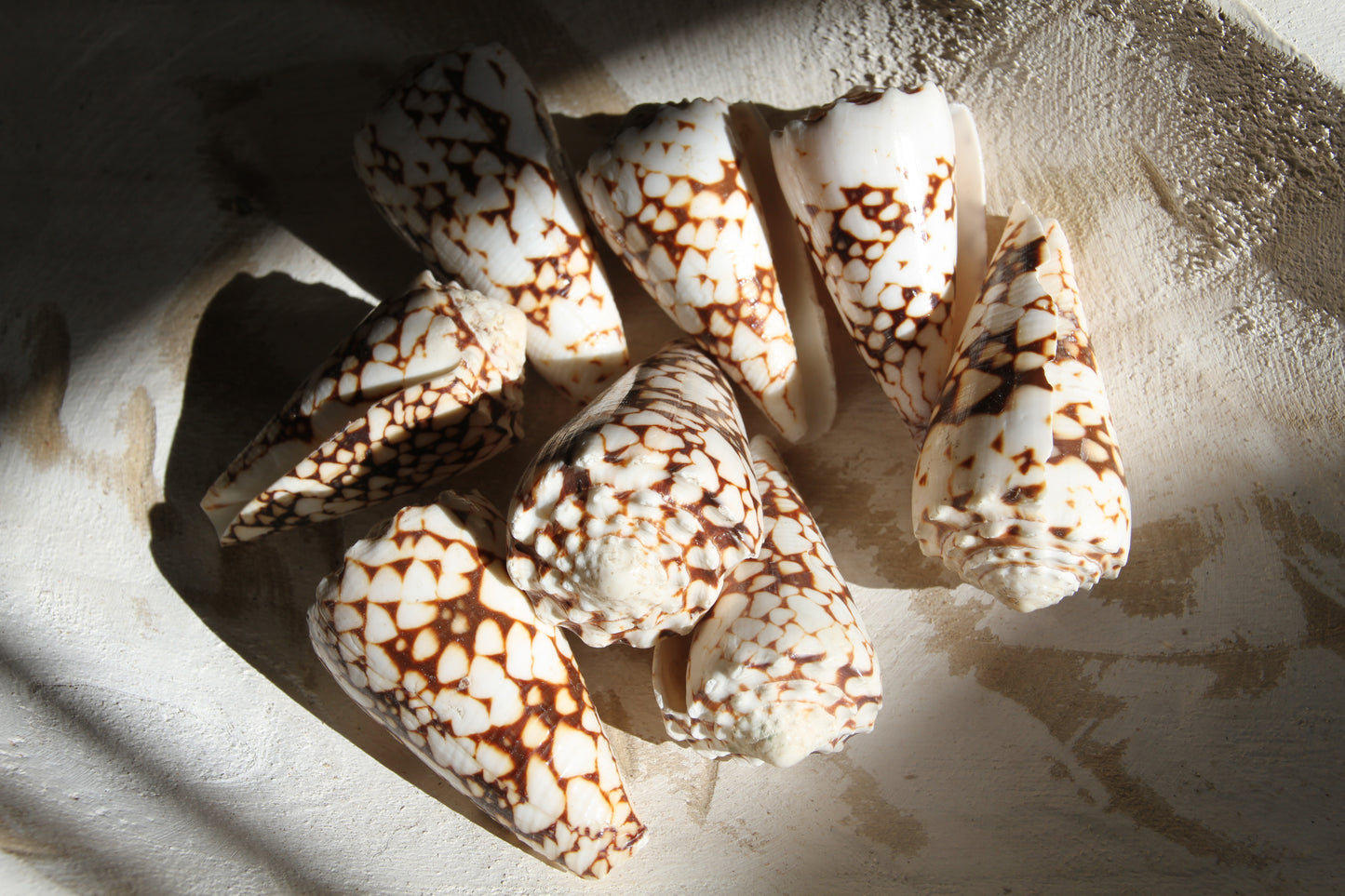 BANDANUS CONES, Collectible Natural Seashells, Display Seashells, Beach Art Supplies, Bath Decor, Beach Wedding Decor, SS-459