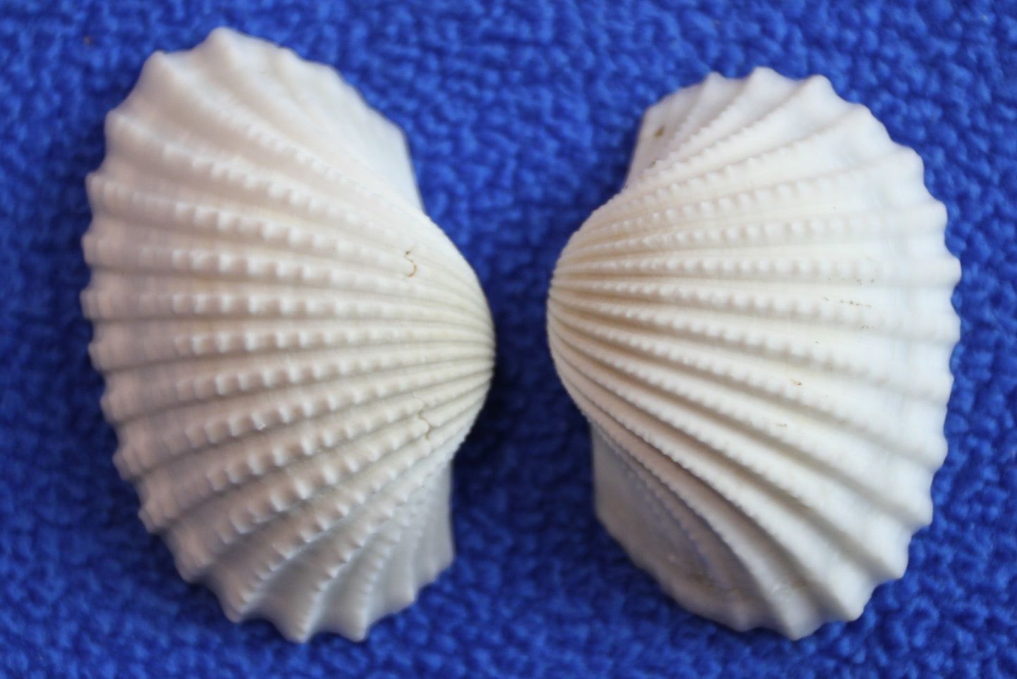 CRAFTING SEASHELLS, WHITE ARKS, Mirror Embellishments Beach Decor, Coastal Wedding Supply, Bath Decor, SS-502