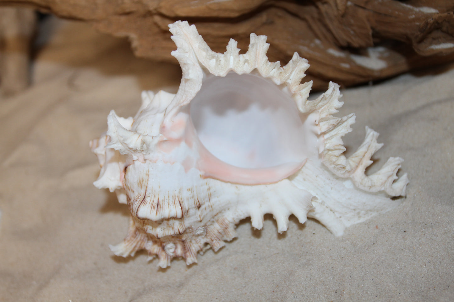 MUREX RAMOSUS,Large Collectible Seashells,All Occasion Gifts,,Beach Decor,Coastl Bath Decor,Wedding Decor,Seashell Home Decor,SS-472