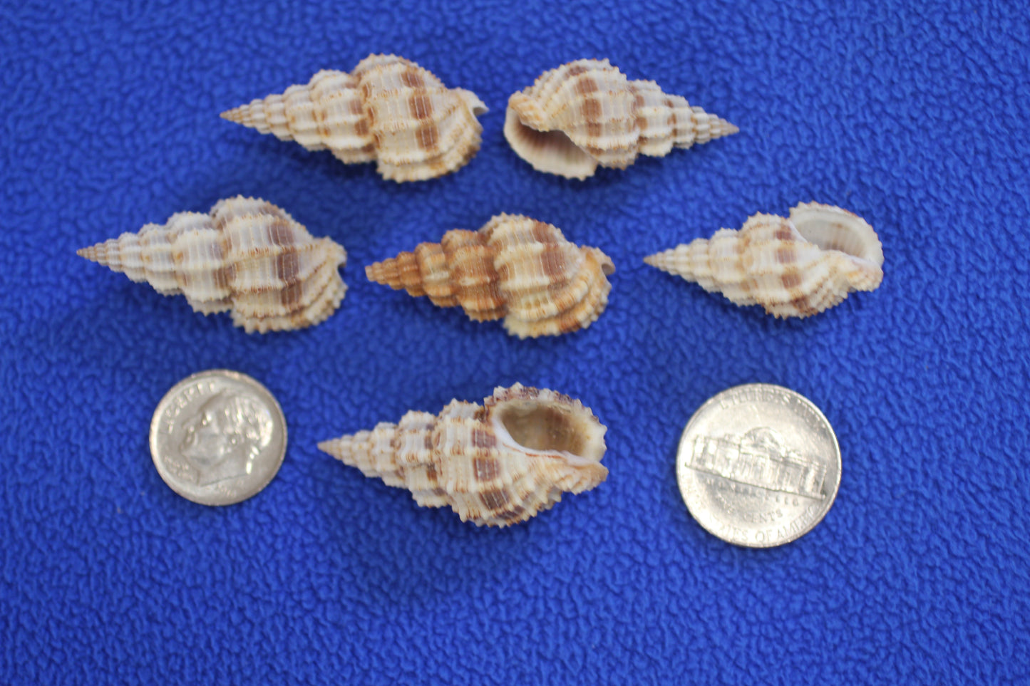 PHOS SENTICOSUS Craft Seashells, Beach Art, Hair Accessory, Mosaics, Candle Embeds, All Occasion Gifts SS-139