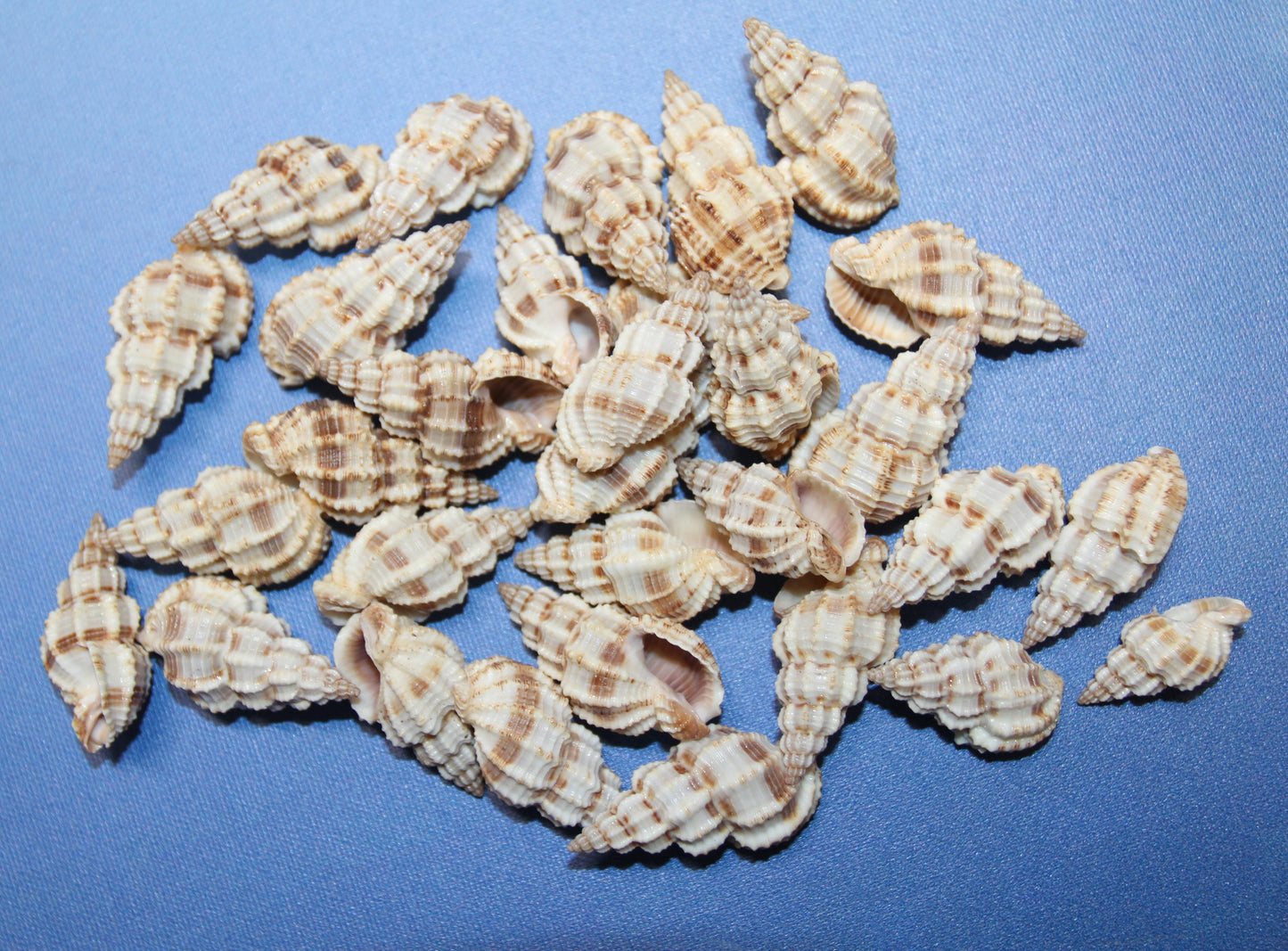 PHOS SENTICOSUS Craft Seashells, Beach Art, Hair Accessory, Mosaics, Candle Embeds, All Occasion Gifts SS-139