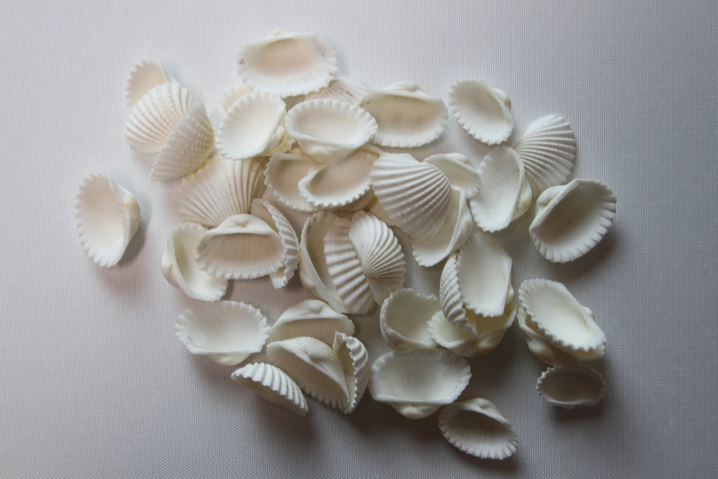 CRAFTING SEASHELLS, WHITE ARKS, Mirror Embellishments Beach Decor, Coastal Wedding Supply, Bath Decor, SS-502