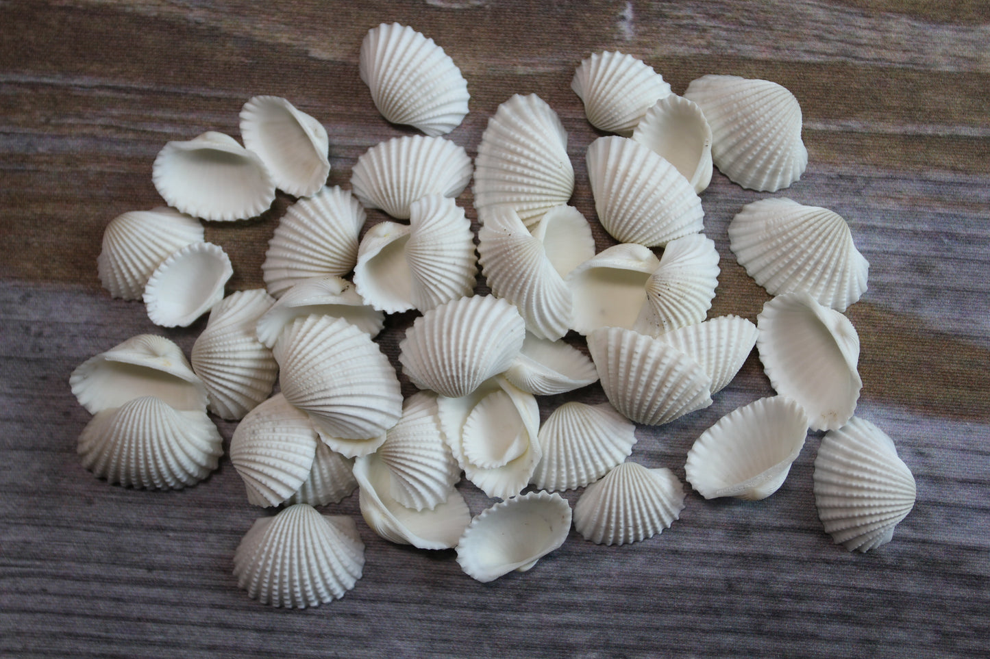 CRAFTING SEASHELLS, WHITE ARKS, Mirror Embellishments Beach Decor, Coastal Wedding Supply, Bath Decor, SS-502