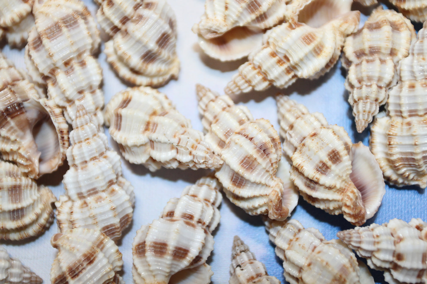 PHOS SENTICOSUS Craft Seashells, Beach Art, Hair Accessory, Mosaics, Candle Embeds, All Occasion Gifts SS-139