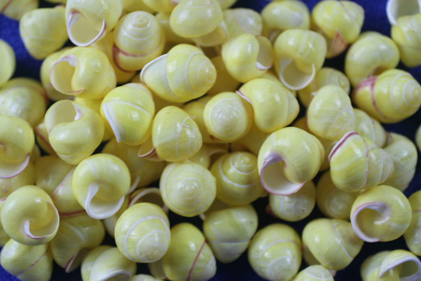 LAND SNAILS, Natural Yellow Color, Shell Crafts, Mosaics, Candle Embeds, Sewing Embellishments SS-70