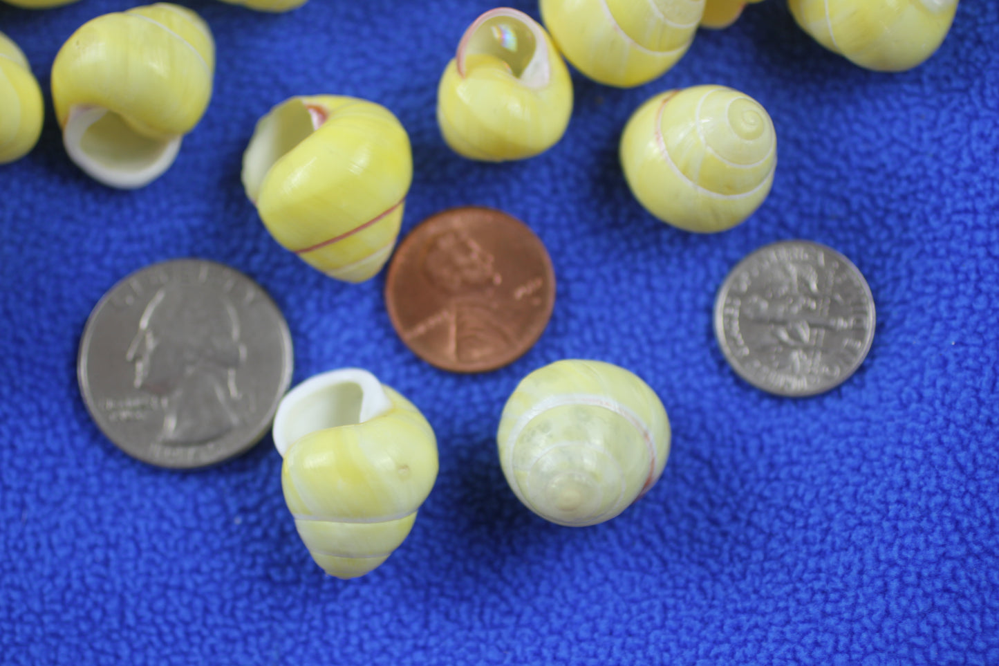 LAND SNAILS, Natural Yellow Color, Shell Crafts, Mosaics, Candle Embeds, Sewing Embellishments SS-70