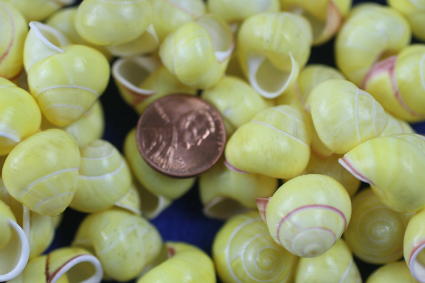 LAND SNAILS, Natural Yellow Color, Shell Crafts, Mosaics, Candle Embeds, Sewing Embellishments SS-70