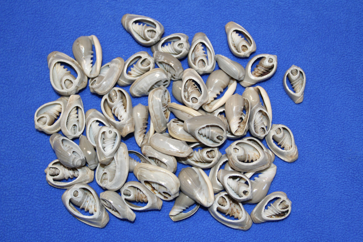 SHELL JEWELRY SUPPLY, GREY MARGINELLA, Sliced Shells, Sailors Valentines, Custom Greeting Cards, All Occasion Gifts, CS-20