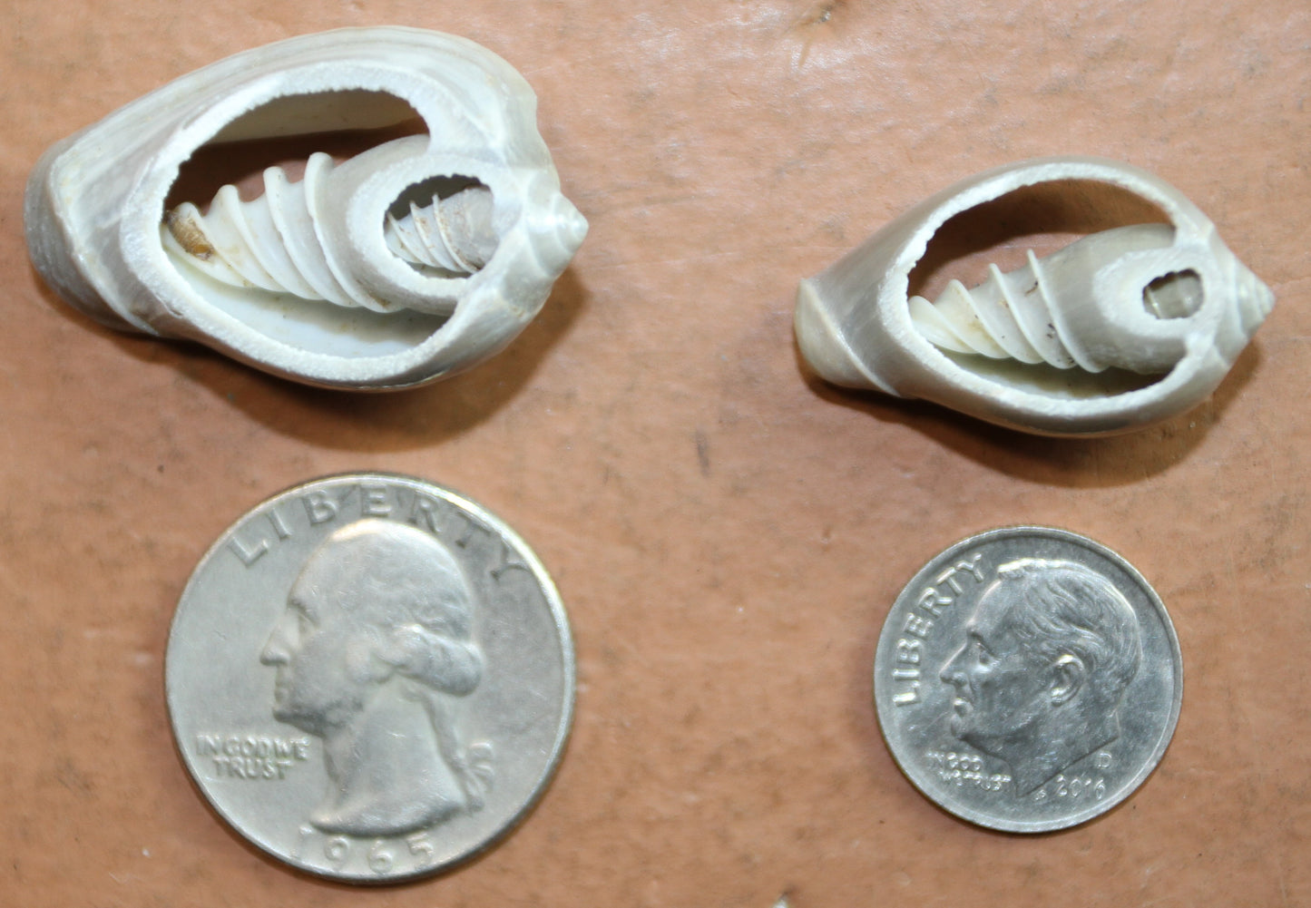 SHELL JEWELRY SUPPLY, GREY MARGINELLA, Sliced Shells, Sailors Valentines, Custom Greeting Cards, All Occasion Gifts, CS-20