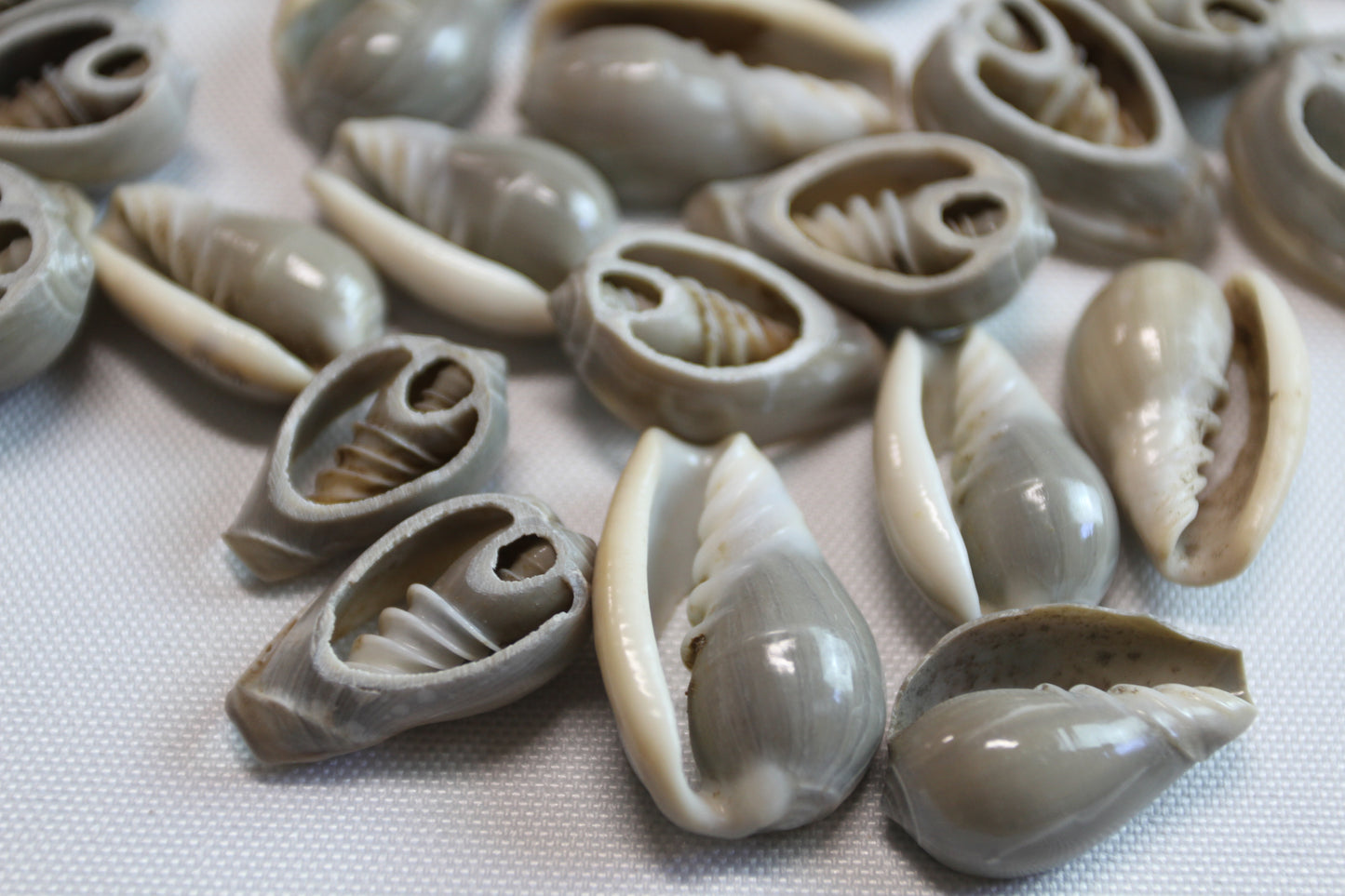 SHELL JEWELRY SUPPLY, GREY MARGINELLA, Sliced Shells, Sailors Valentines, Custom Greeting Cards, All Occasion Gifts, CS-20