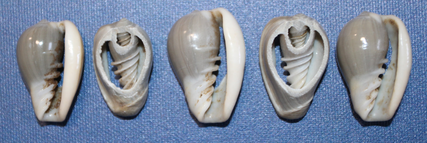 SHELL JEWELRY SUPPLY, GREY MARGINELLA, Sliced Shells, Sailors Valentines, Custom Greeting Cards, All Occasion Gifts, CS-20